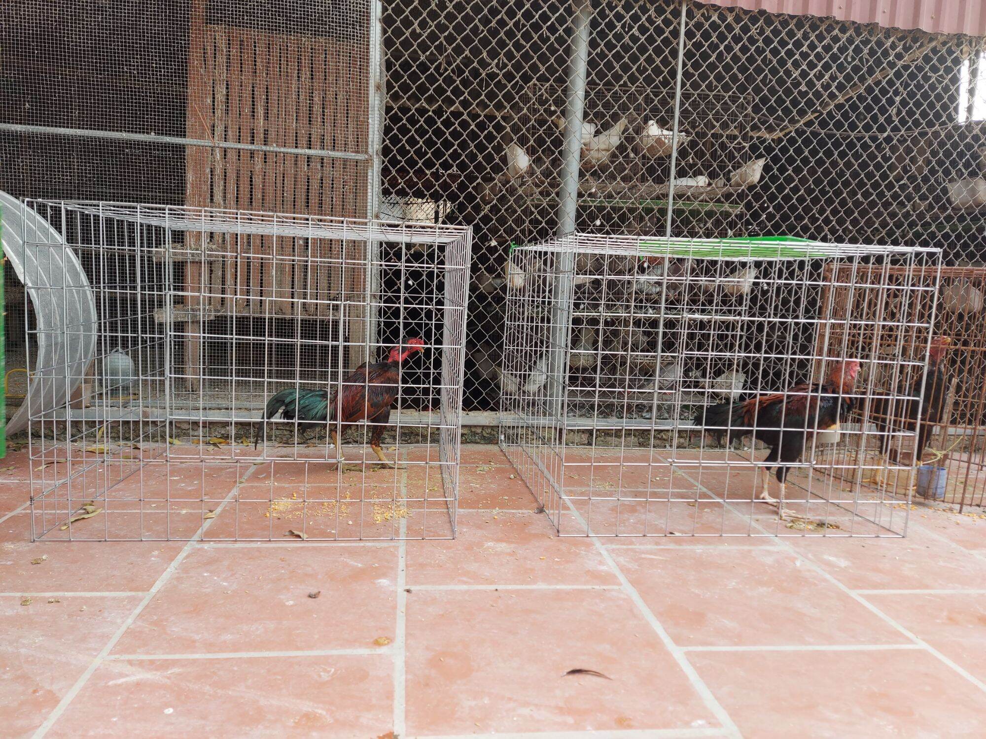 Lồng gà vuông sắt to 3,4li _ 6-7,5kg ( không khay )