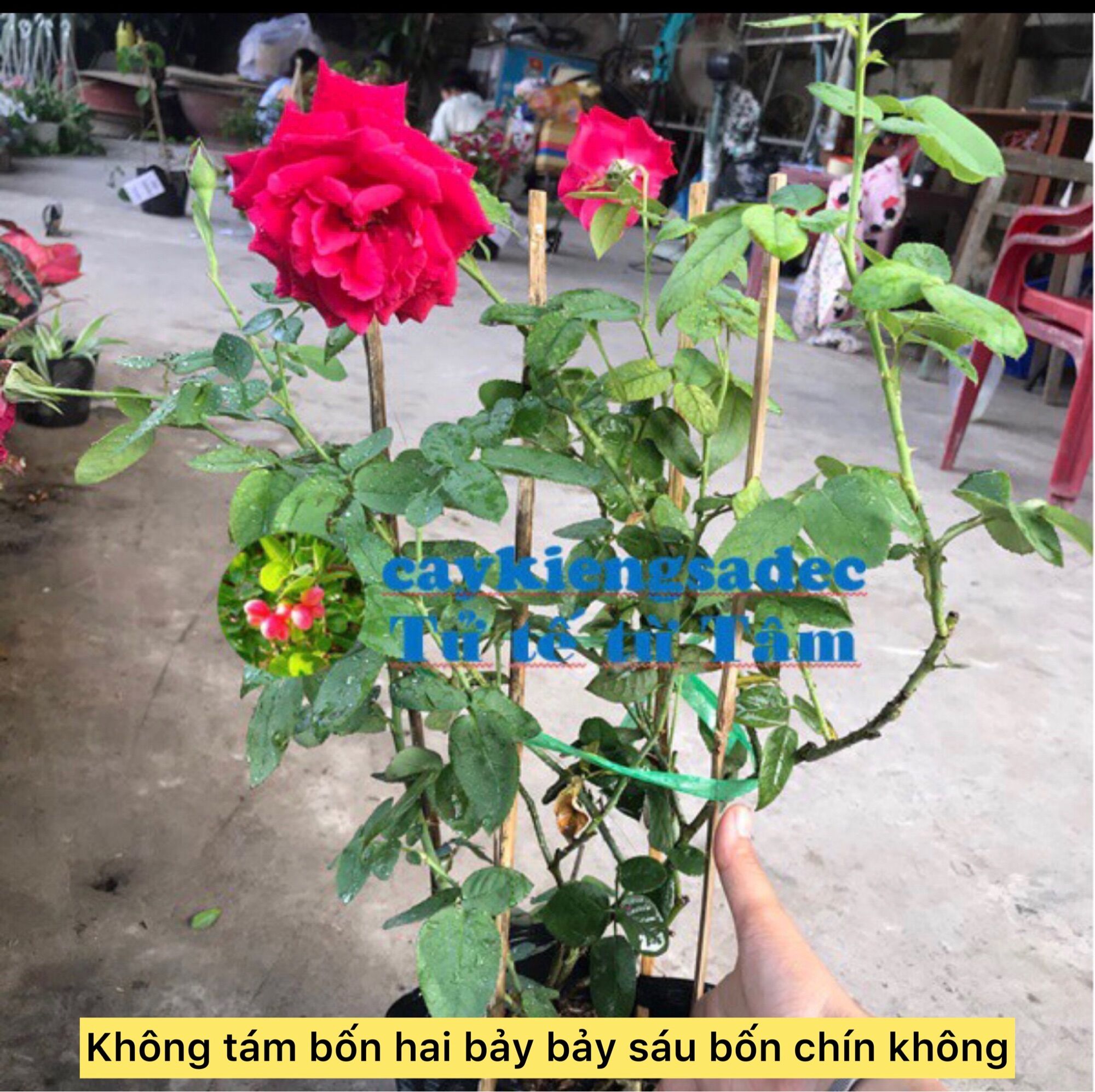Caykiengsadec hoa Hồng Nhung + tặng phân bón
