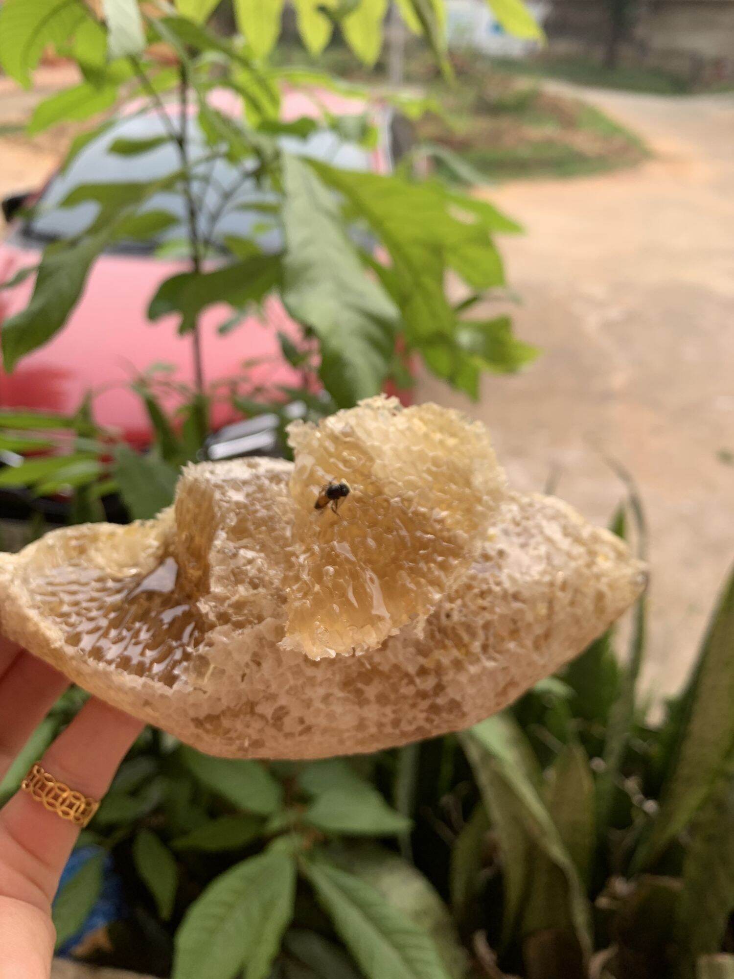 Mật ong ruồi tự nhiên Tây Bắc 1 lít 1.4kg