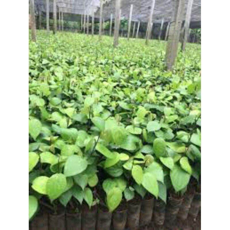 Cây giống Tiêu ăn hạt (tiêu ác Vĩnh Linh siêu trái).