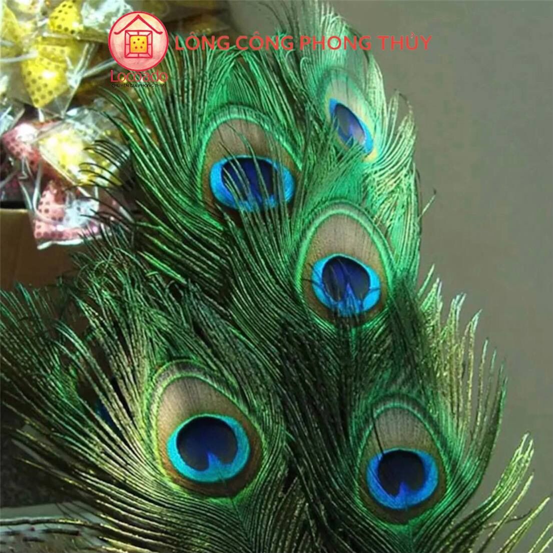 Combo 20 lông công size vừa 2-4cm dài 55-70cm loại đẹp nguyên vẹn, tự nhiên 100% phong thủy tài lộc