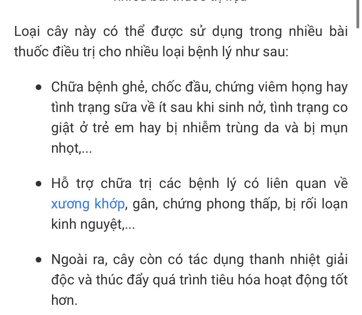 Cây ba chạc nguyên bản (cây giống to)