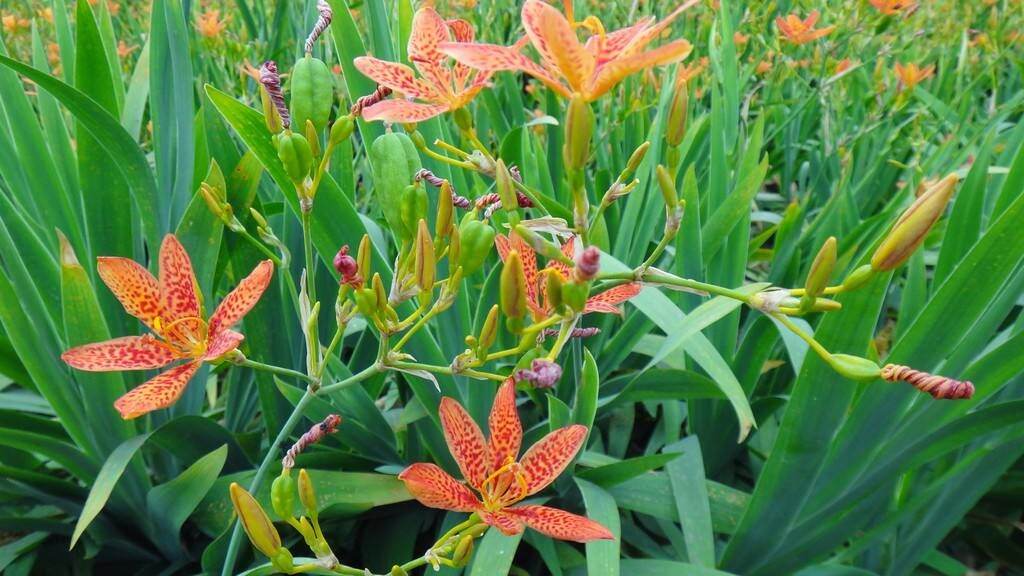 2 bầu cây xạ can