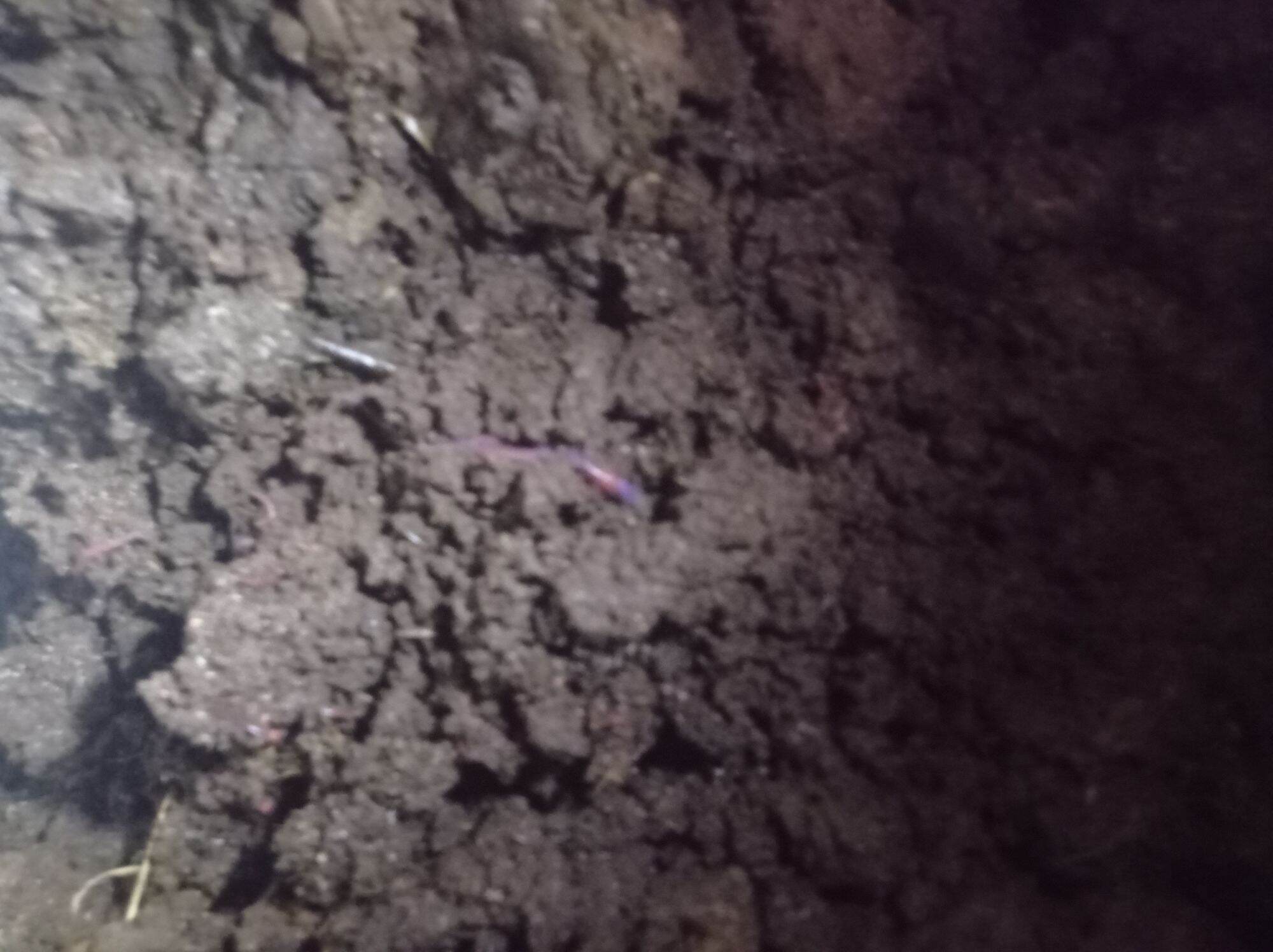 sinh khối trùn quế 5kg xử lý rác thải