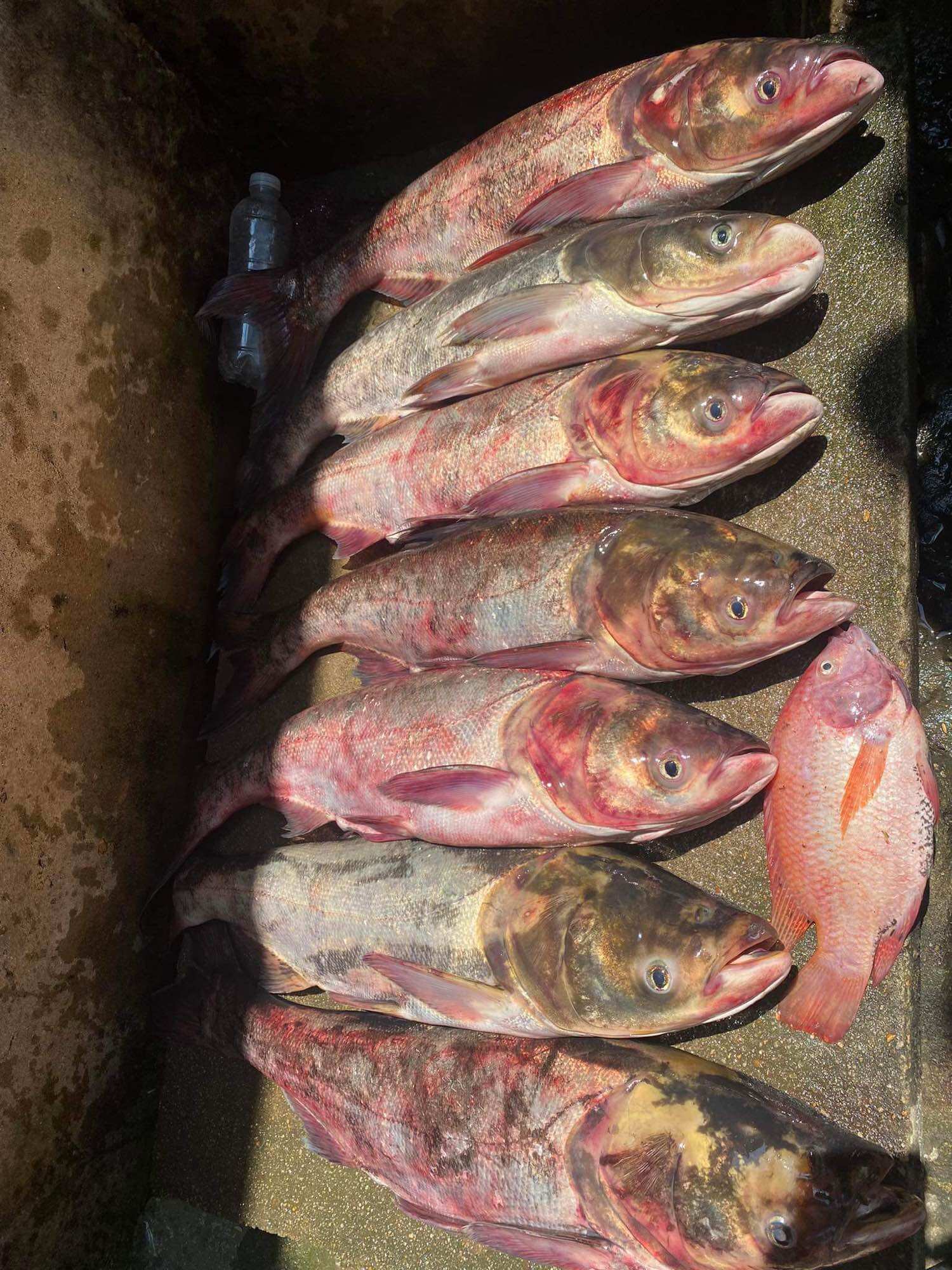 Mồi gạch câu cá mè