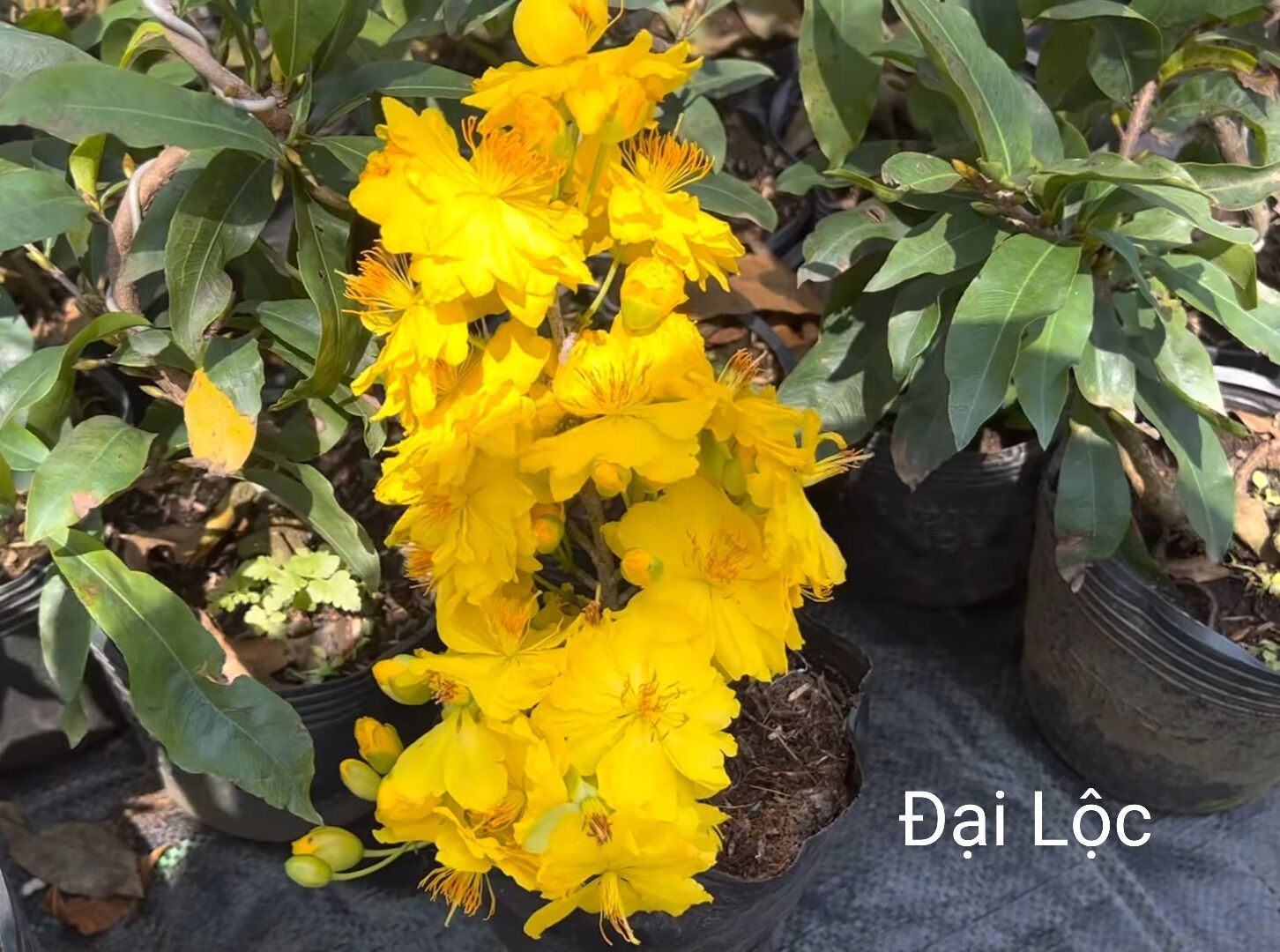 BONSAI MAI ĐẠI LỘC, ĐẾ ĐẸP, (VƯỜN NGHỈ TẾT, MÙNG 8 BÁN LẠI)