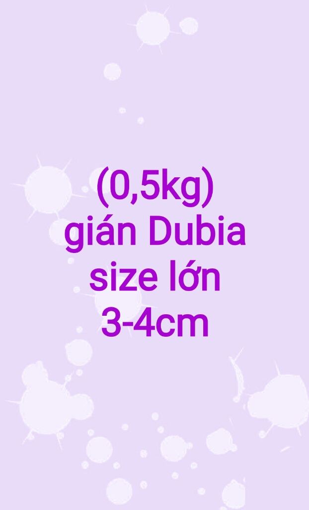 0,5kg gián dubia size lớn 3-4cm.