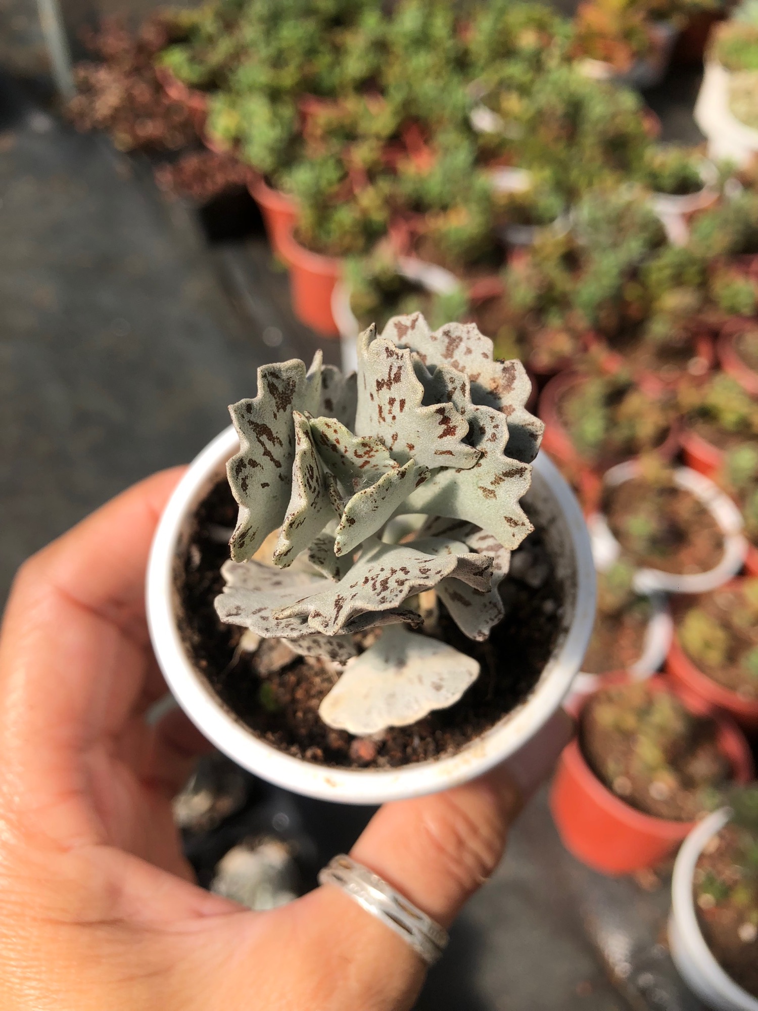 Sen đá Cánh Bướm Bạc