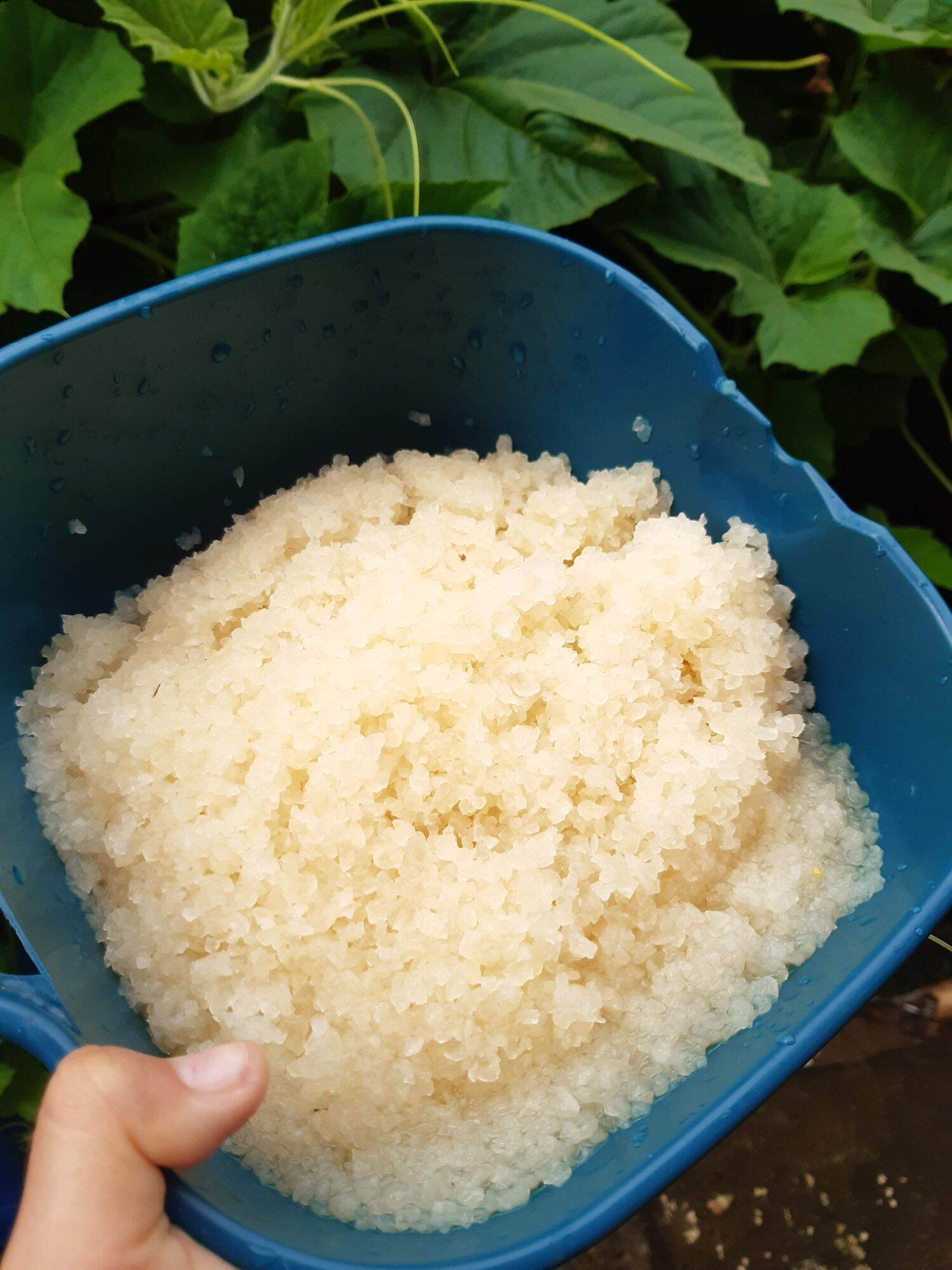 nấm nước kefir( water kefir) đã thuần dừa ( 60gr)