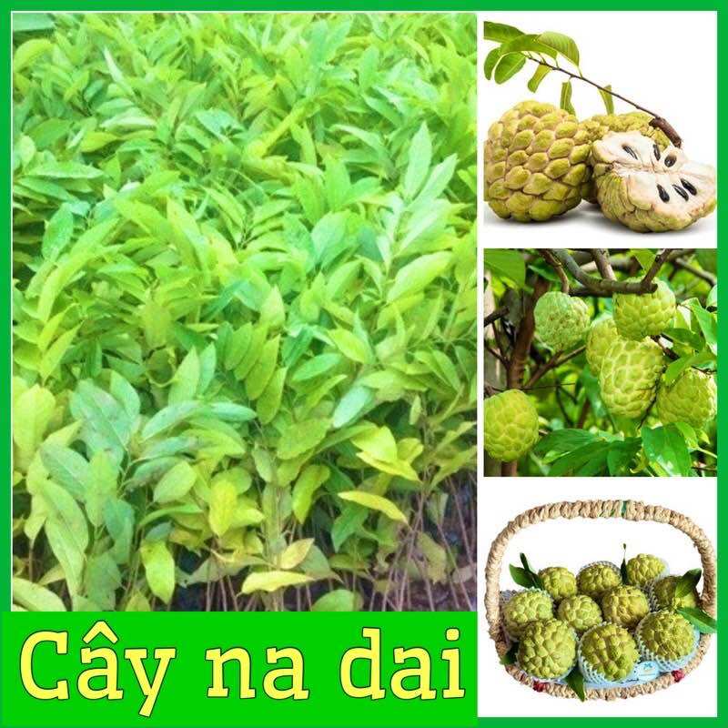 Cây giống na zai ta