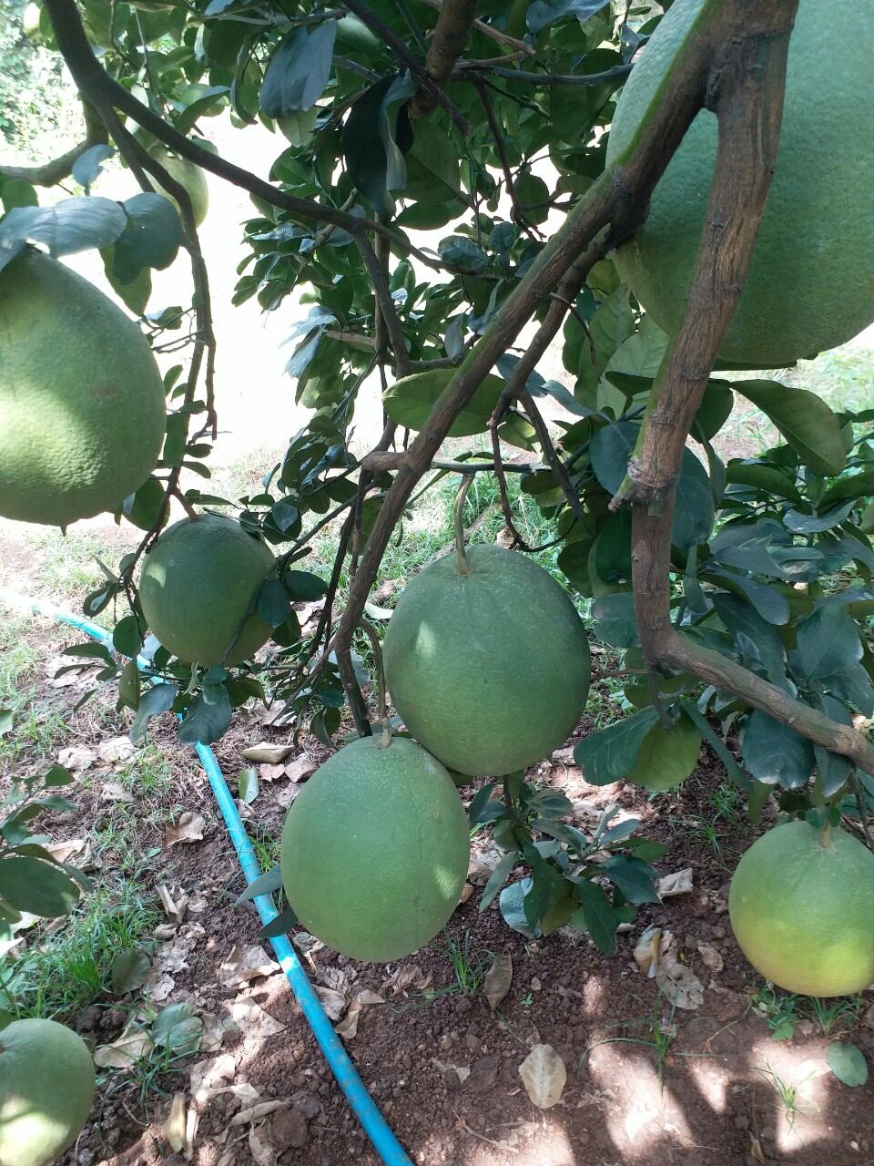 BƯỞI LÃO DA XANH BẾN TRE BAO ĂN.