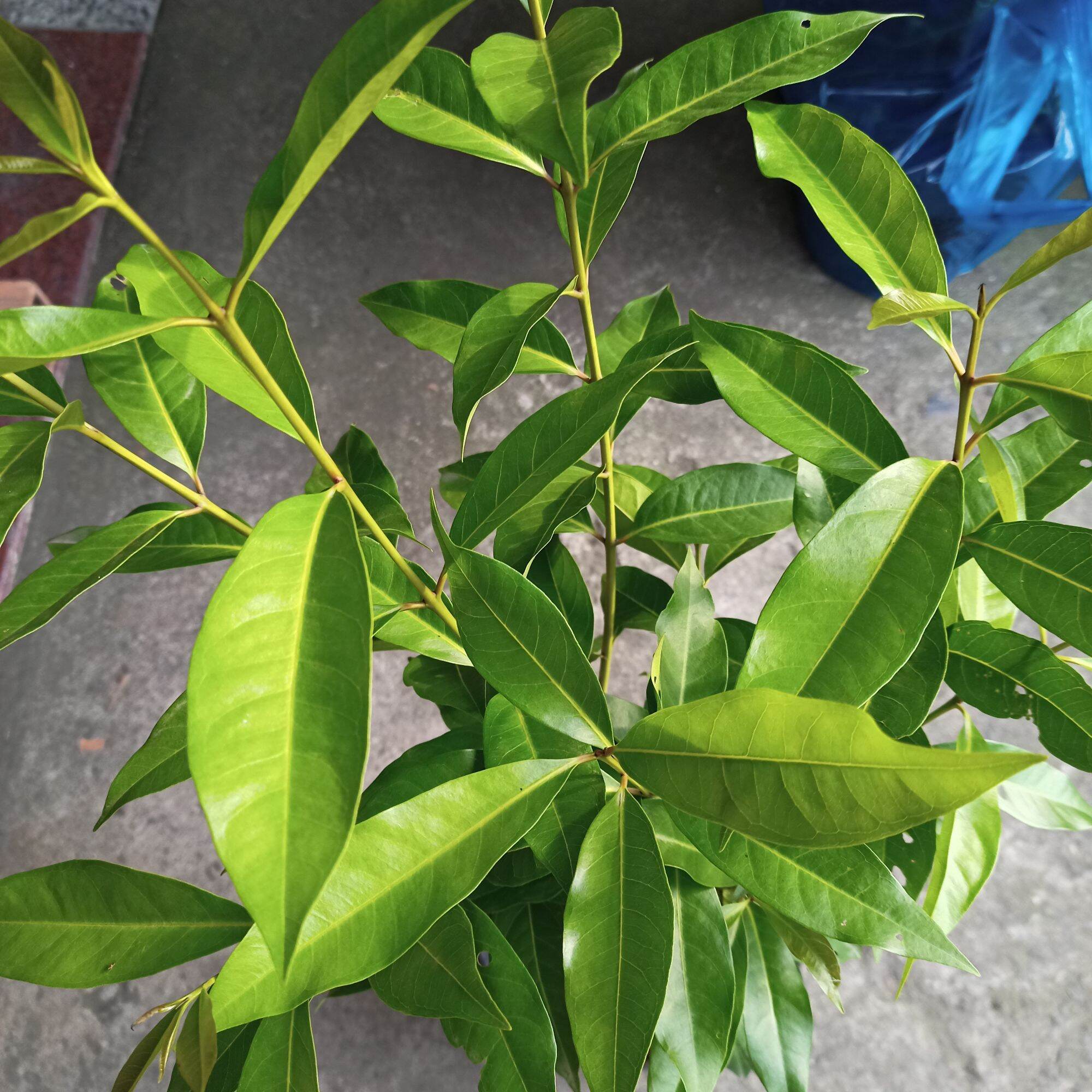 Cây lá vối nếp cao 45-60cm