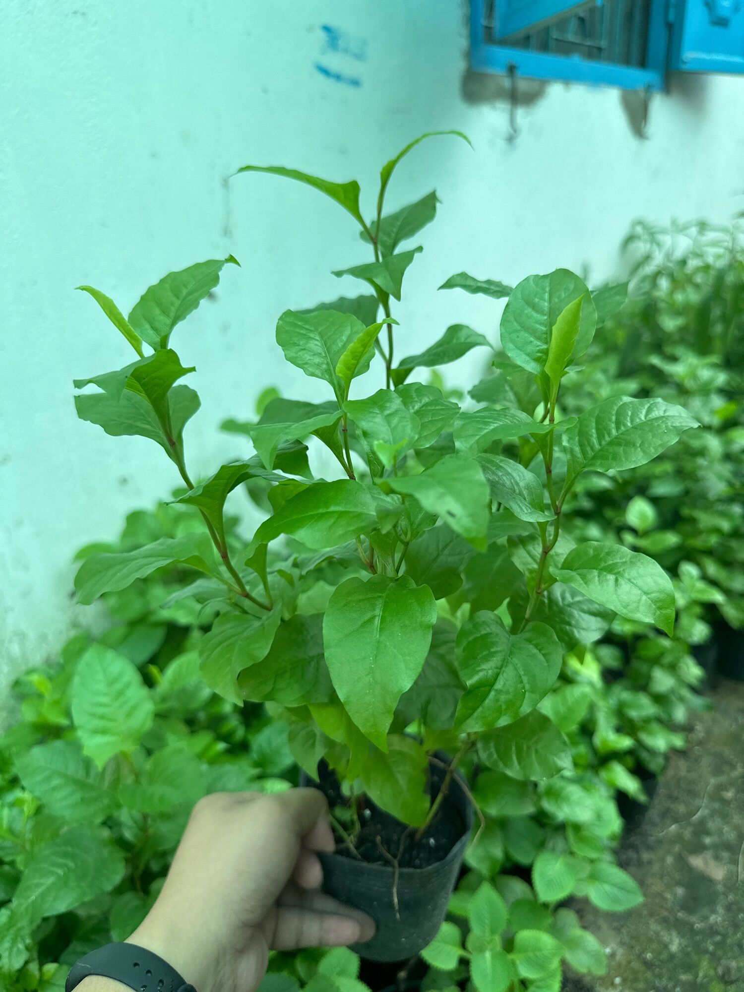 Chậu cây Bạch hoa xà đuôi công - Chỉ giao hỏa tốc 3h