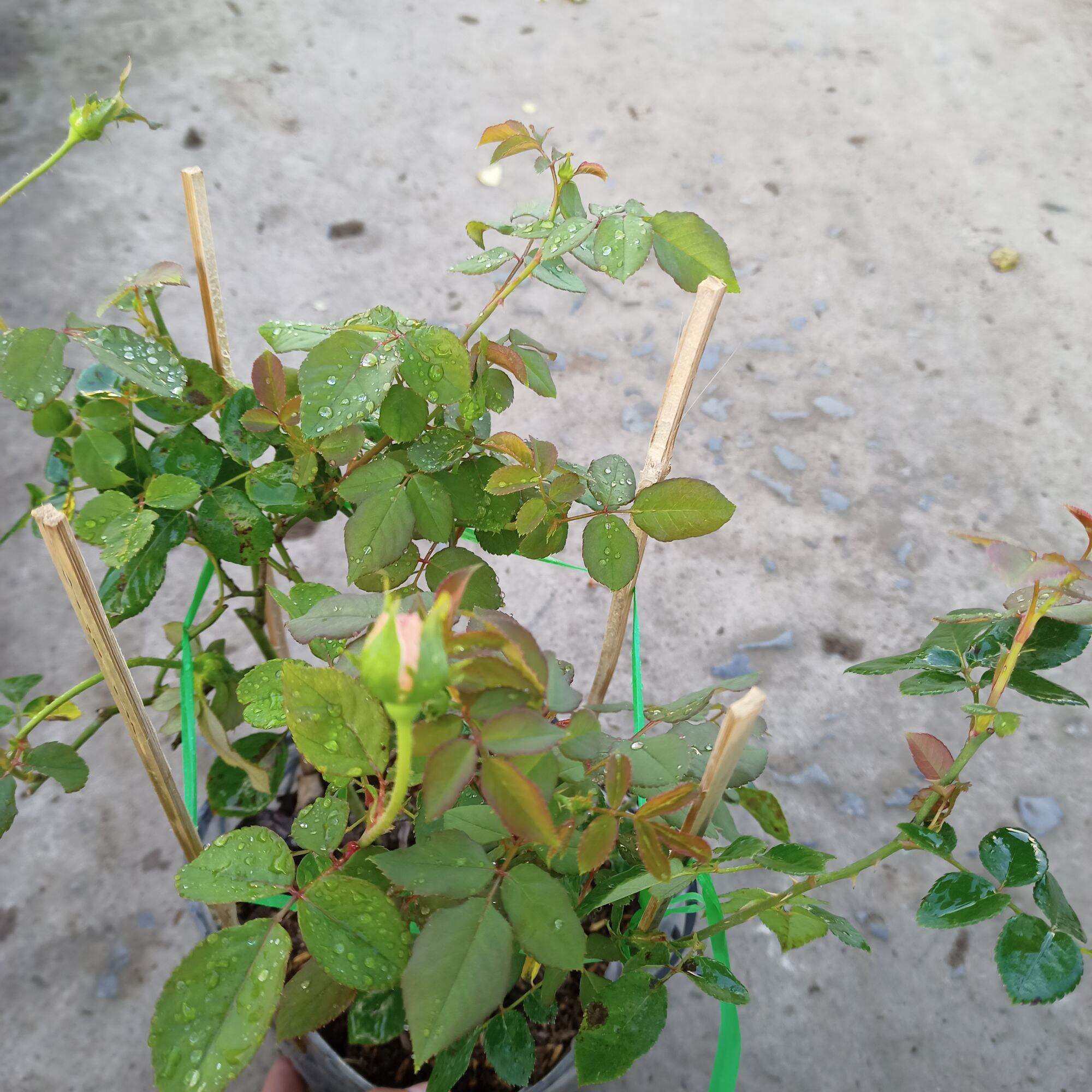 Hoa hồng summer fireworks cao từ 40cm