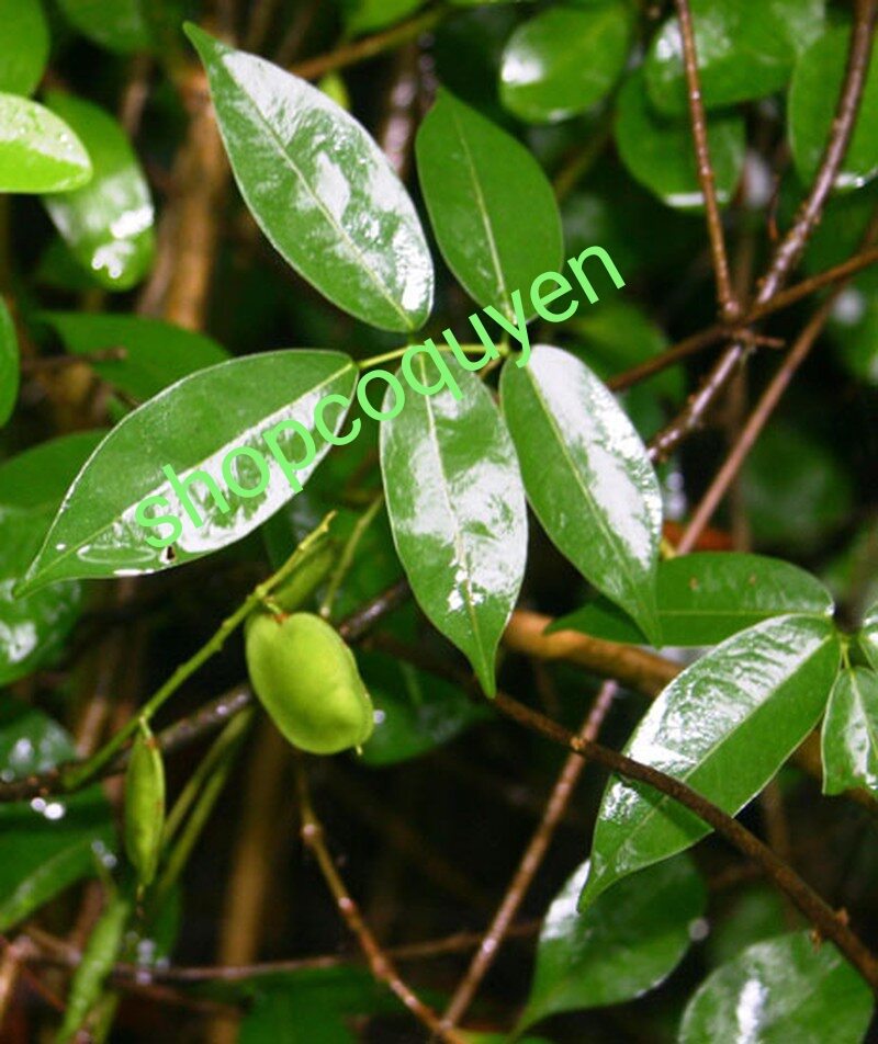 Dây cóc kèn tươi 1 kg