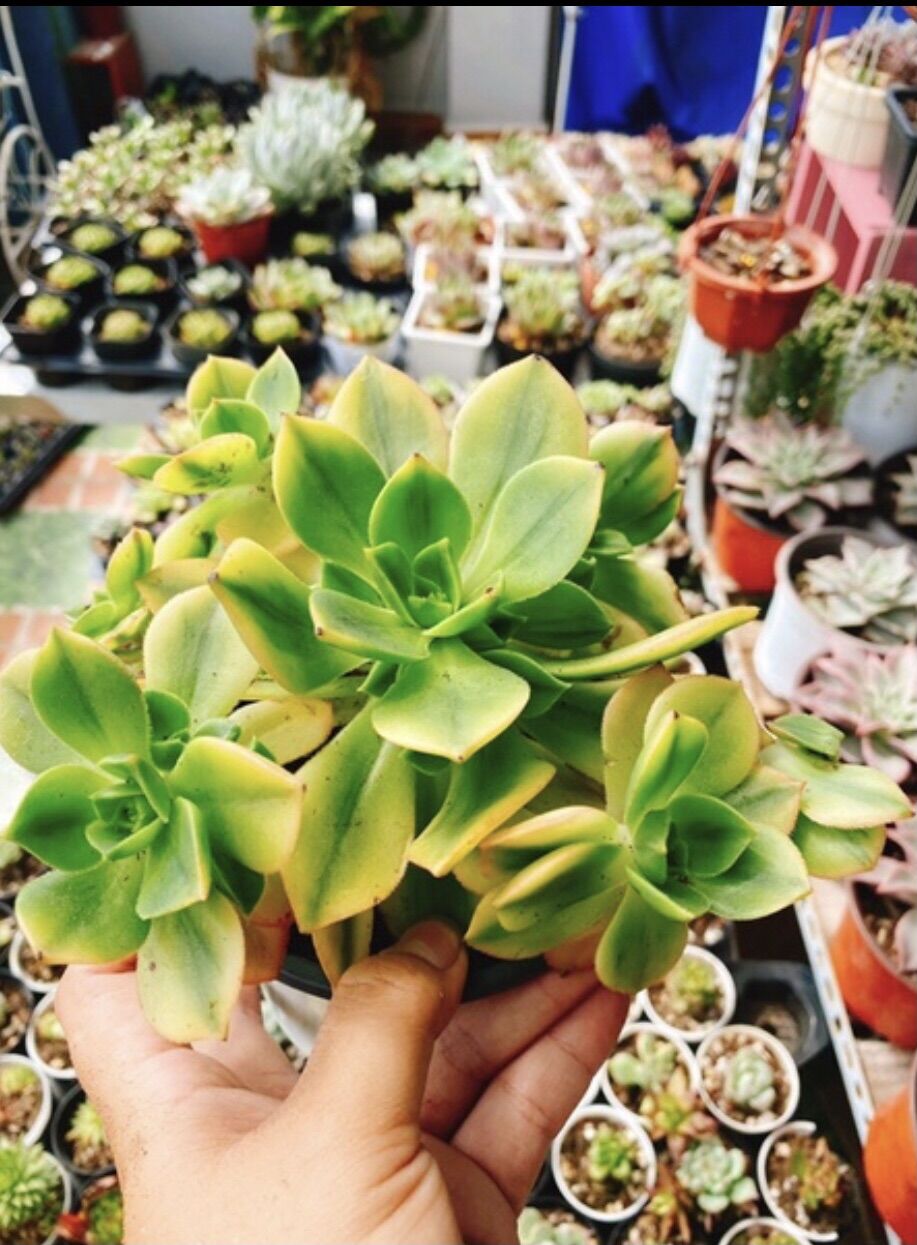 Sen đá Aeonium var