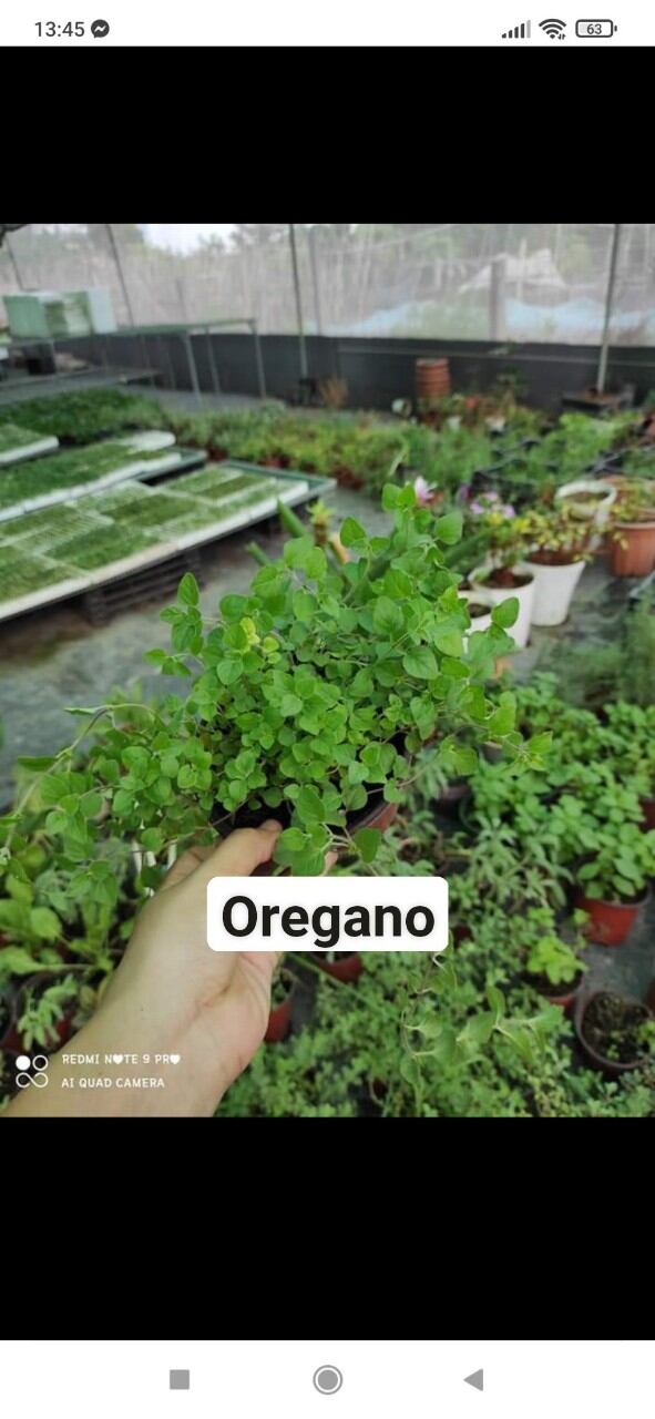 Oregano
