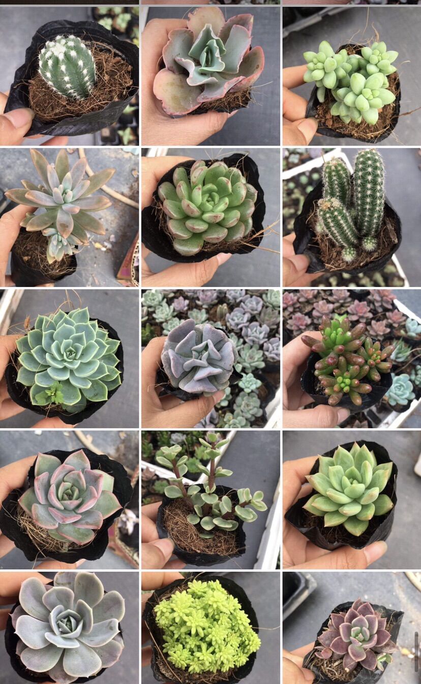 Sen đá combo 10 cây( size bầu 5-8cm)