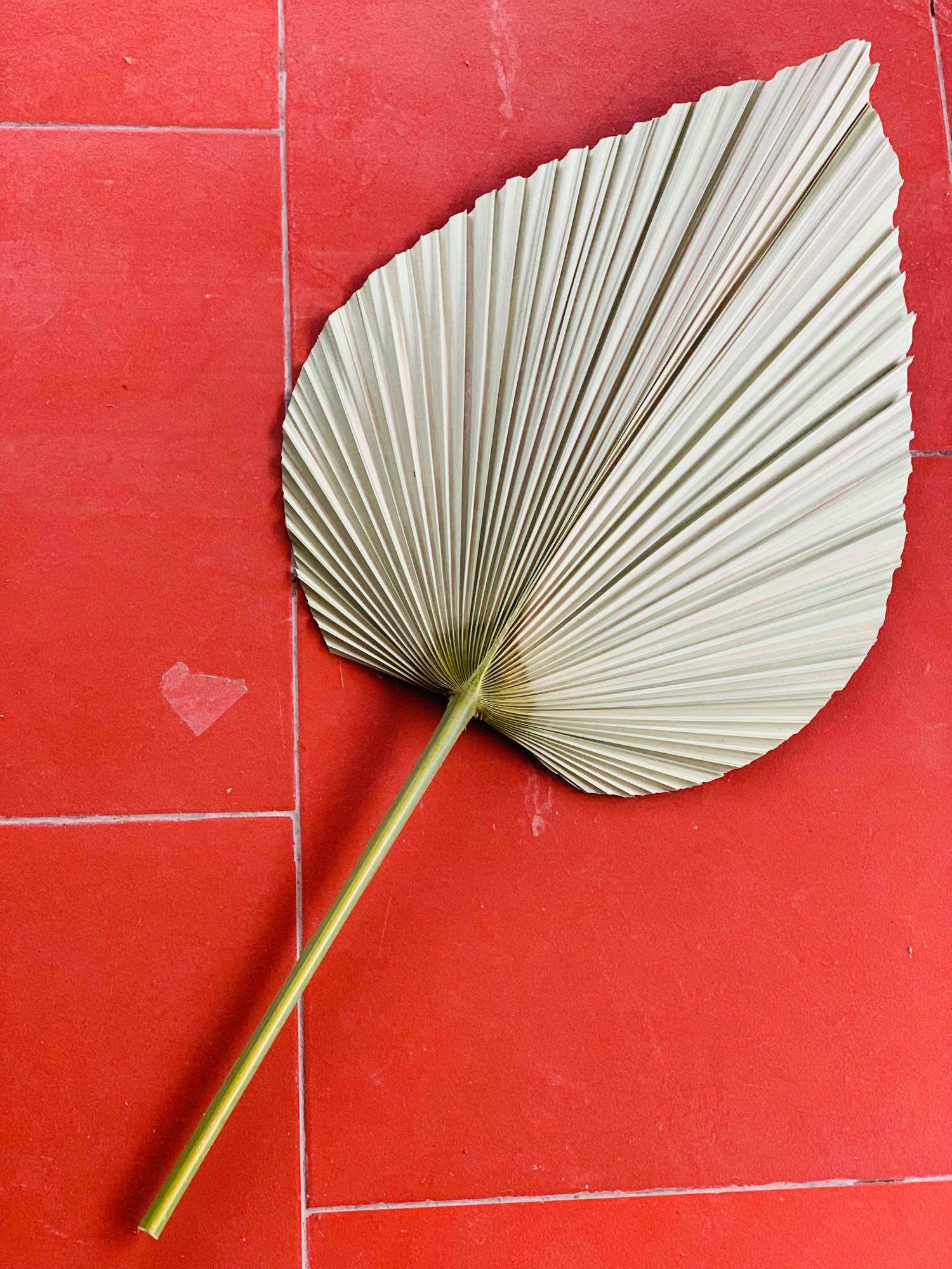 Lá cọ khô tự nhiên cắm bình bông, trang trí phòng, decor chụp hình. cọ cắt tỉa, quạt lá cọ cắt tỉa, lá cọ trang trí