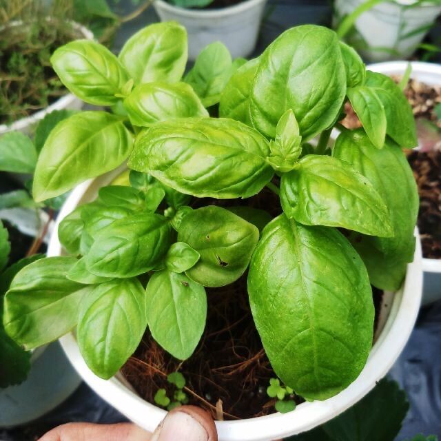 Cây húng tây basil chậu lớn