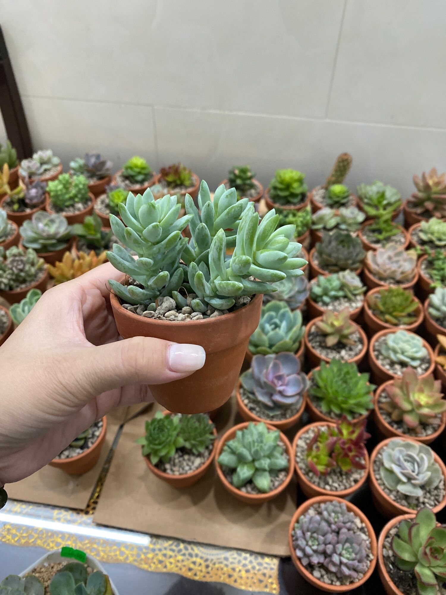 Combo 1 cây sen đá bầu Size 5-7cm kèm chậu và đất đá trồng