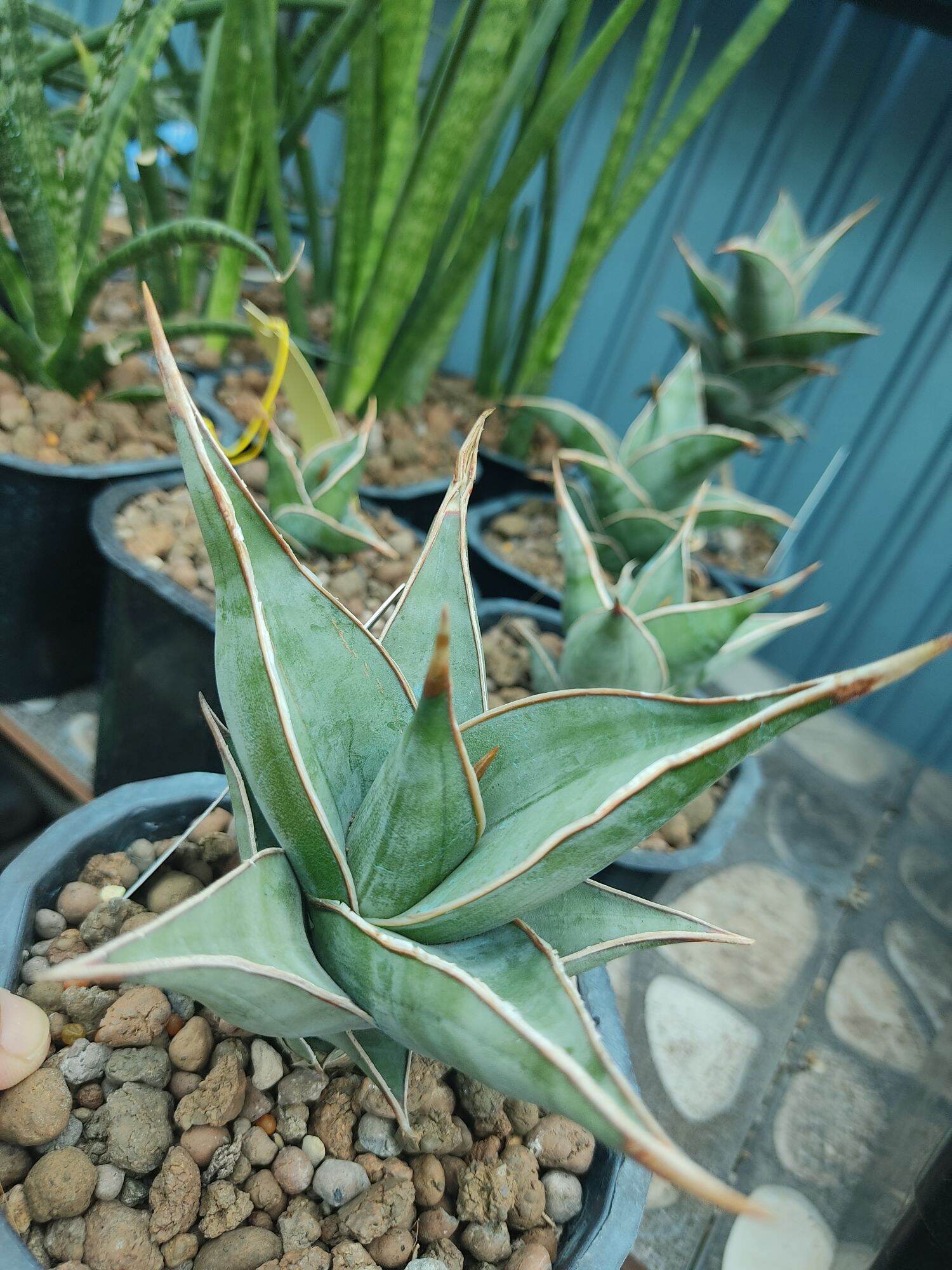 Cây lưỡi hổ lá dày - Sansevieria Pinguicula