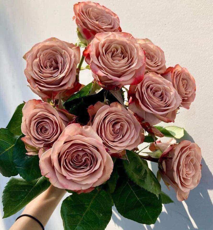Hoa hồng Capuchino Rose - hồng bụi, hoa thơm