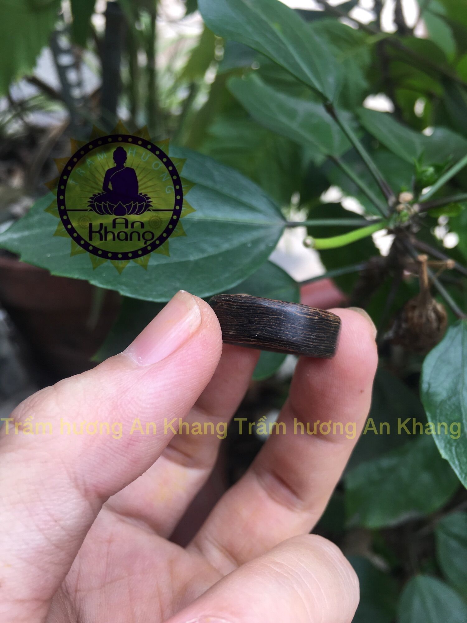 Nhẫn trầm sánh chìm bản nhỏ