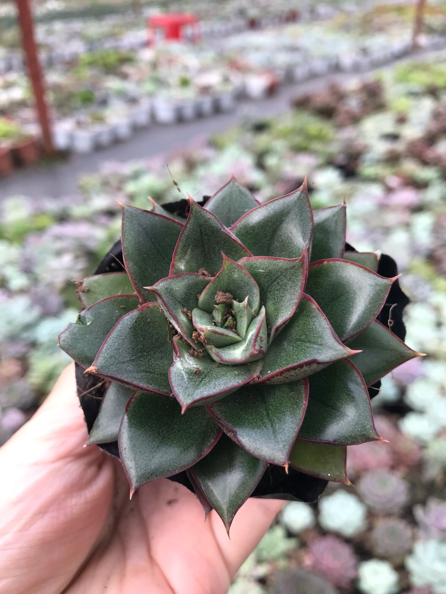 Sen đá hoa hồng đen cute size bầu