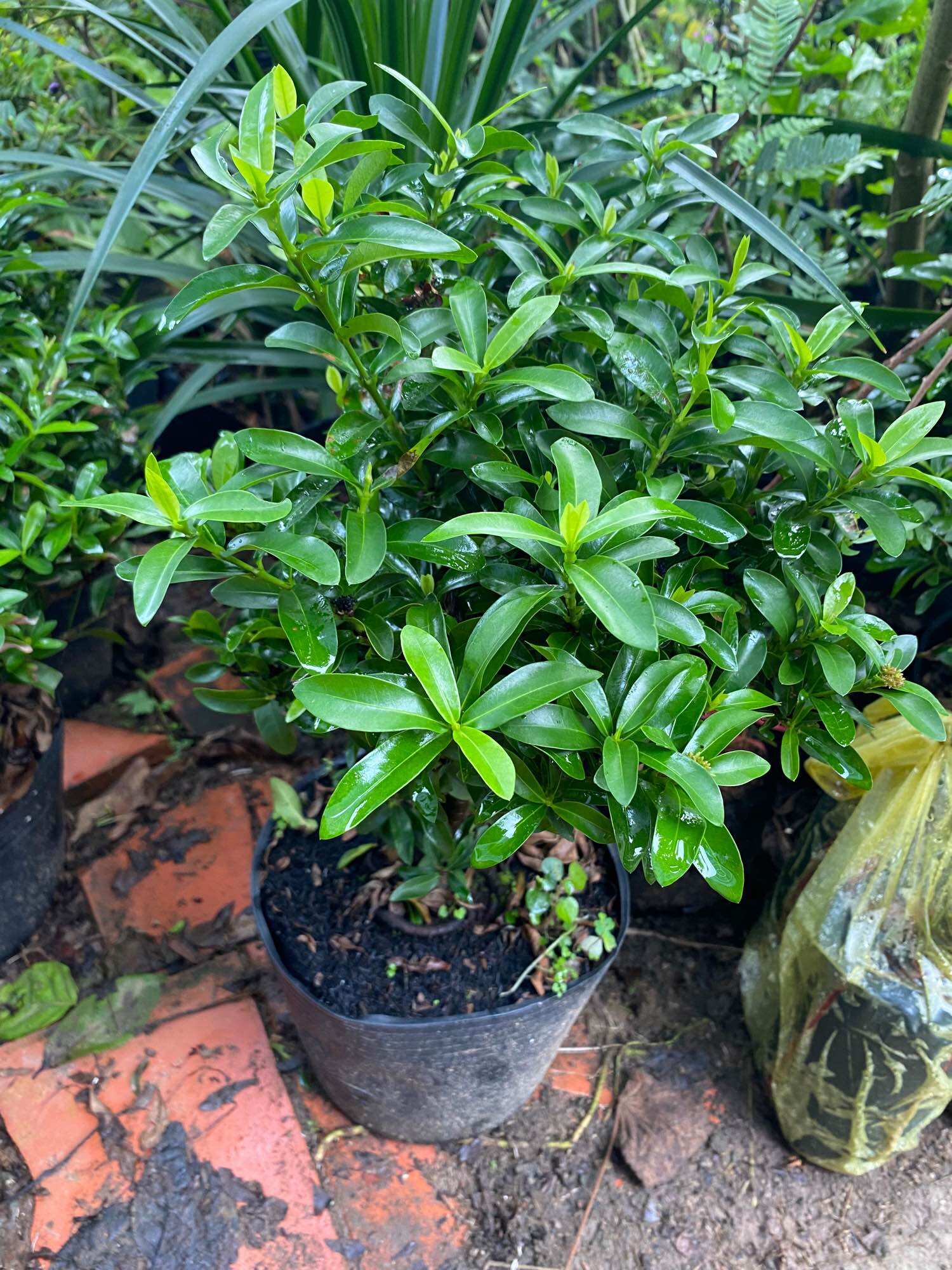 Trang Thái Trắng lá nhỏ ( Hoa mẫu đơn Trắng )