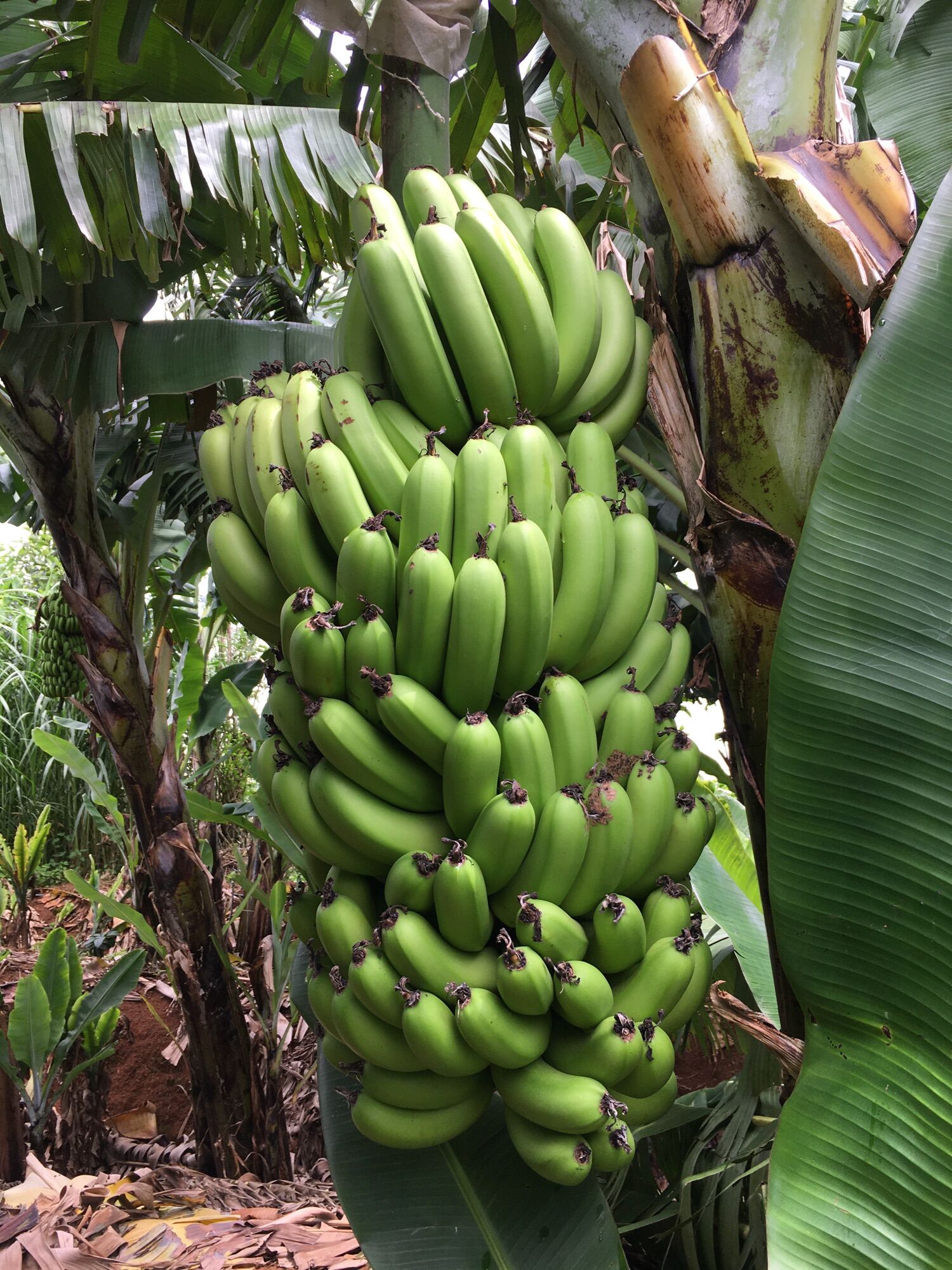 Chuối LaBa Đà Lạt Xanh (1kg)