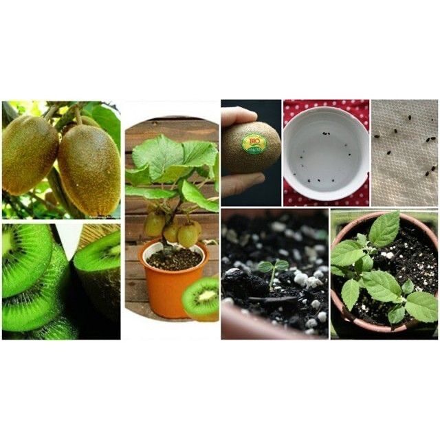 Hạt giống cây kiwi