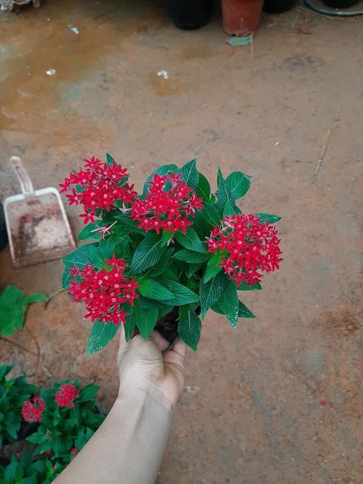 Cây hoa diễm châu chịu nắng tốt
