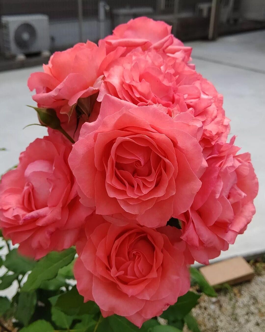 Hoa hồng ngoại Corail rose