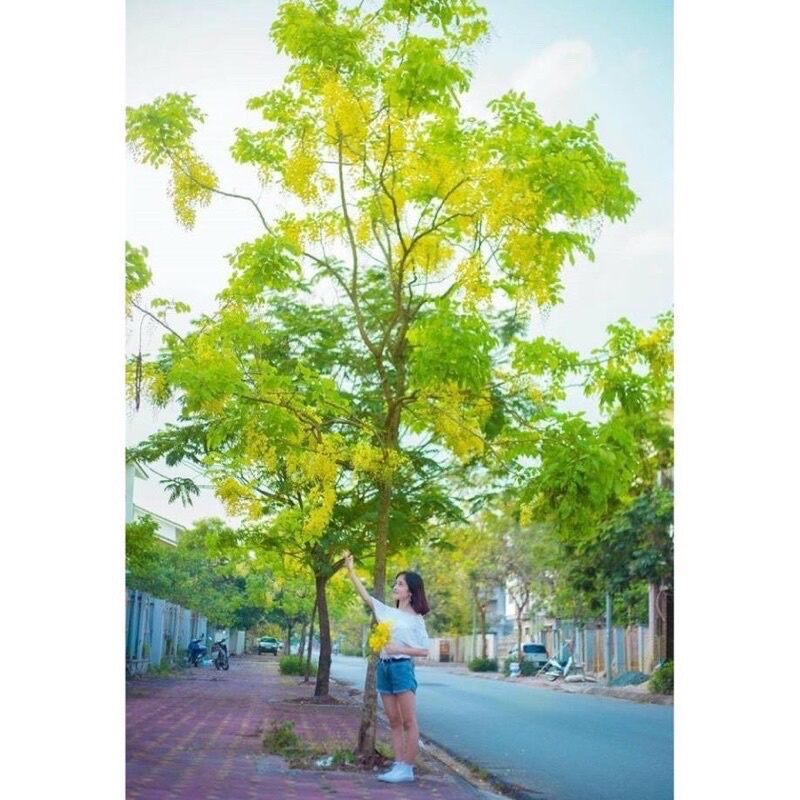 cây hoa muồng hoàng yến (1 bầu tặng kèm phân bón)