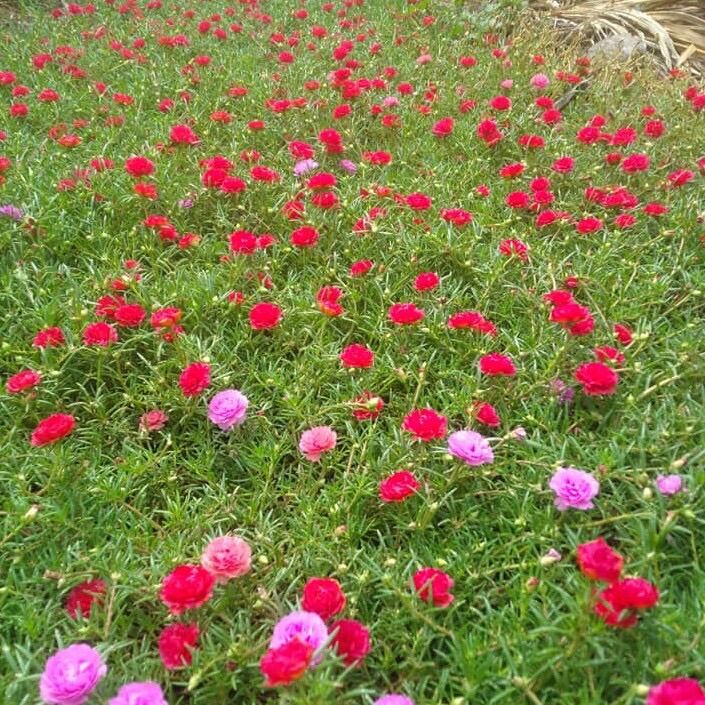 Chậu hoa 10 giờ nhiều màu