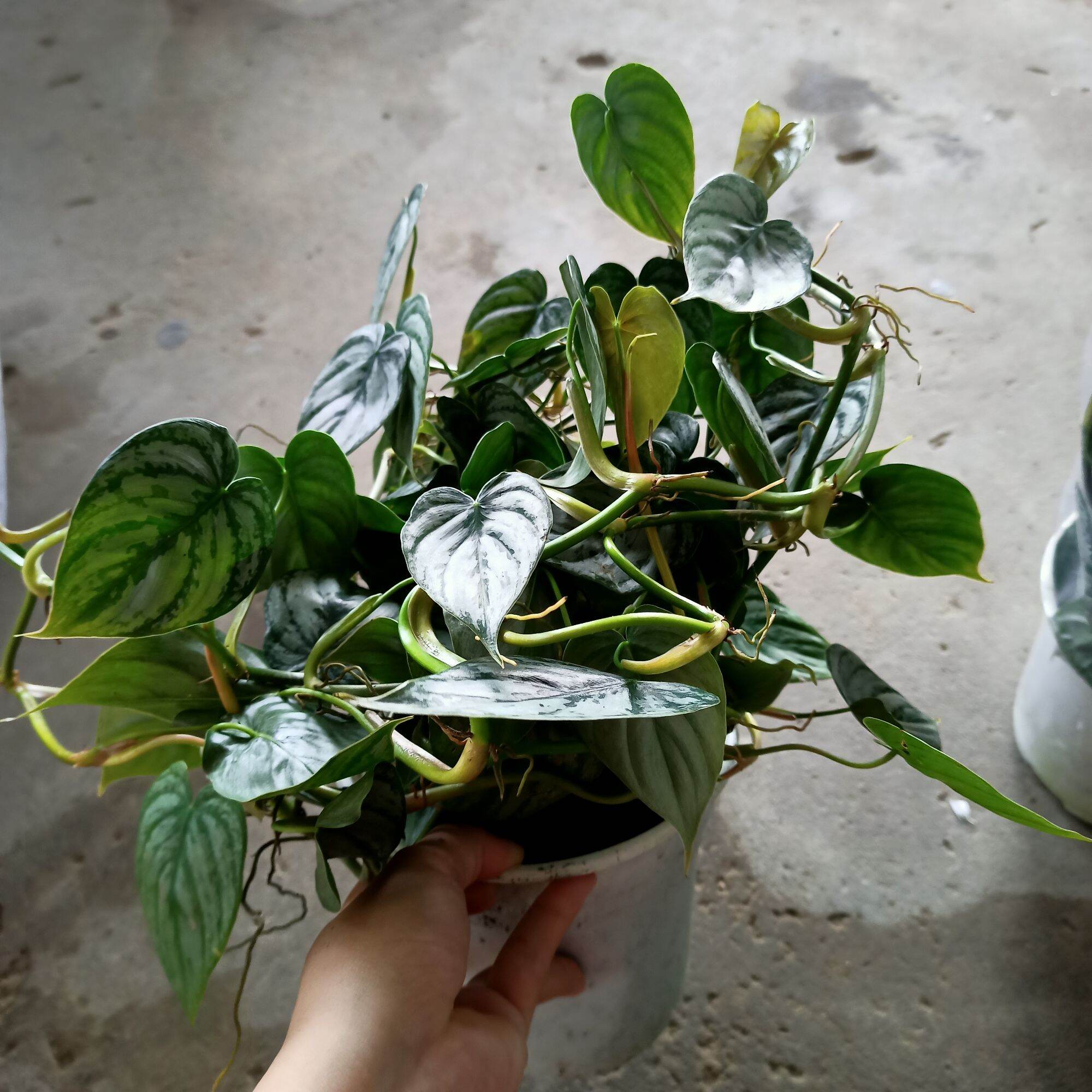 Cây philodendron brandtianum