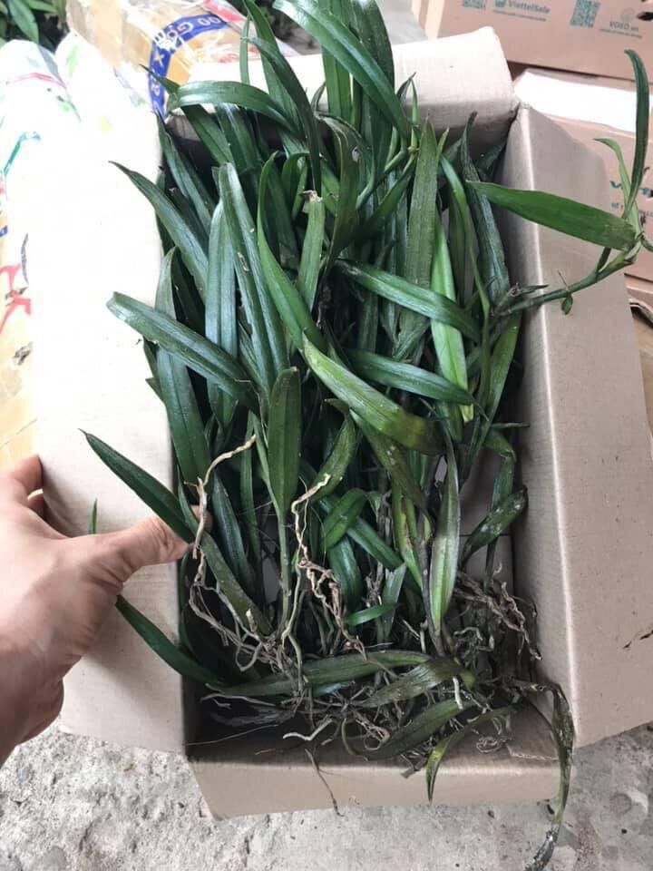 Hoa lan đột biến bọ cạp(1 bó 10 thân) vv
