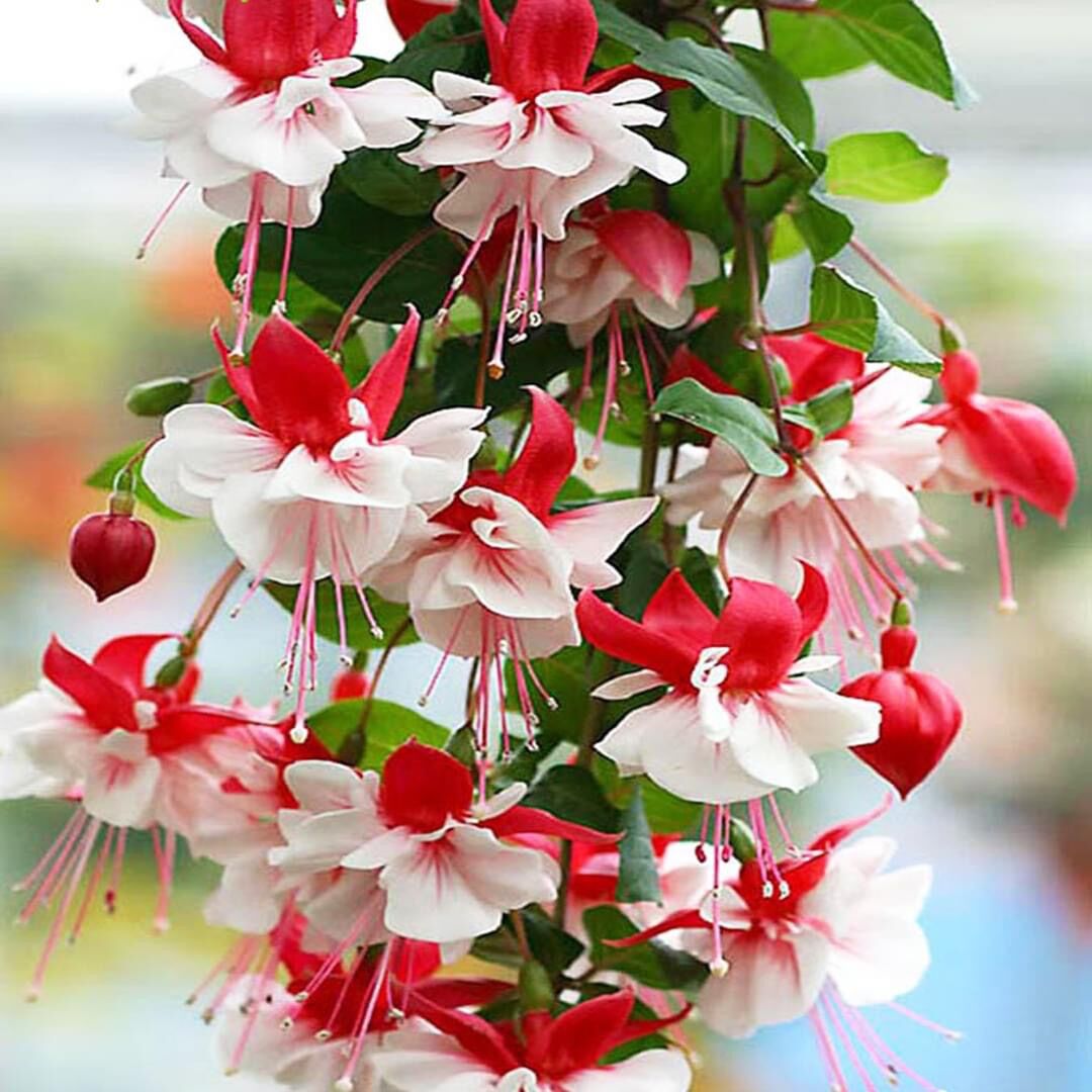 Cây giống hoa Vân anh(1caay)