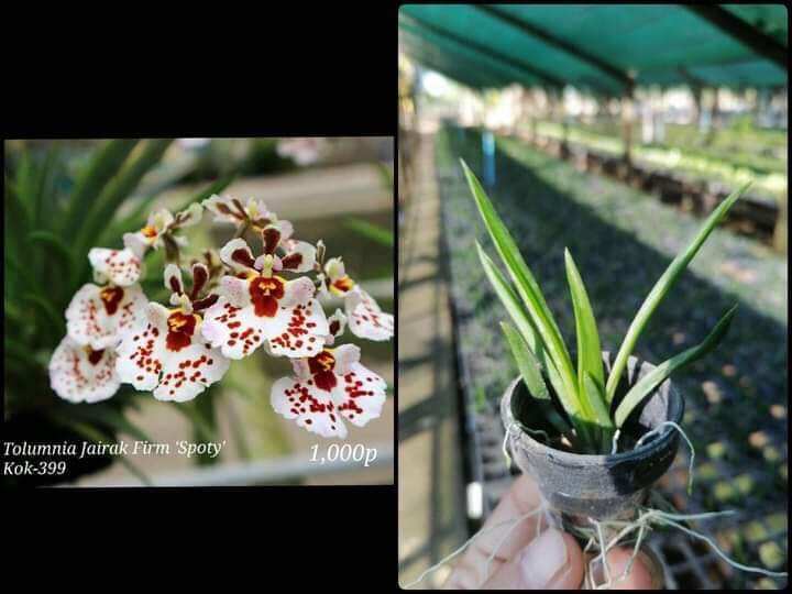 Hoa lan vũ nữ bút chì giống đủ màu