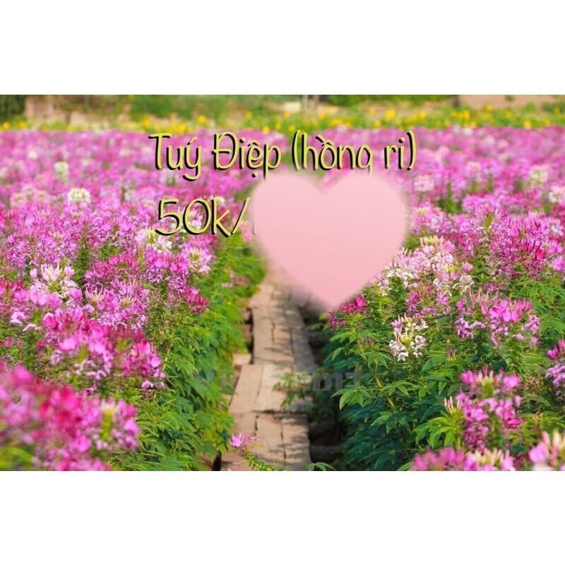 Hạt Hoa Tuý Điệp