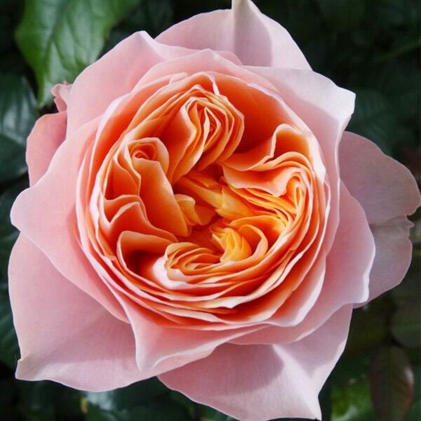 Hoa hồng Sweet Vuvuzela Rose - hồng bụi, màu cam