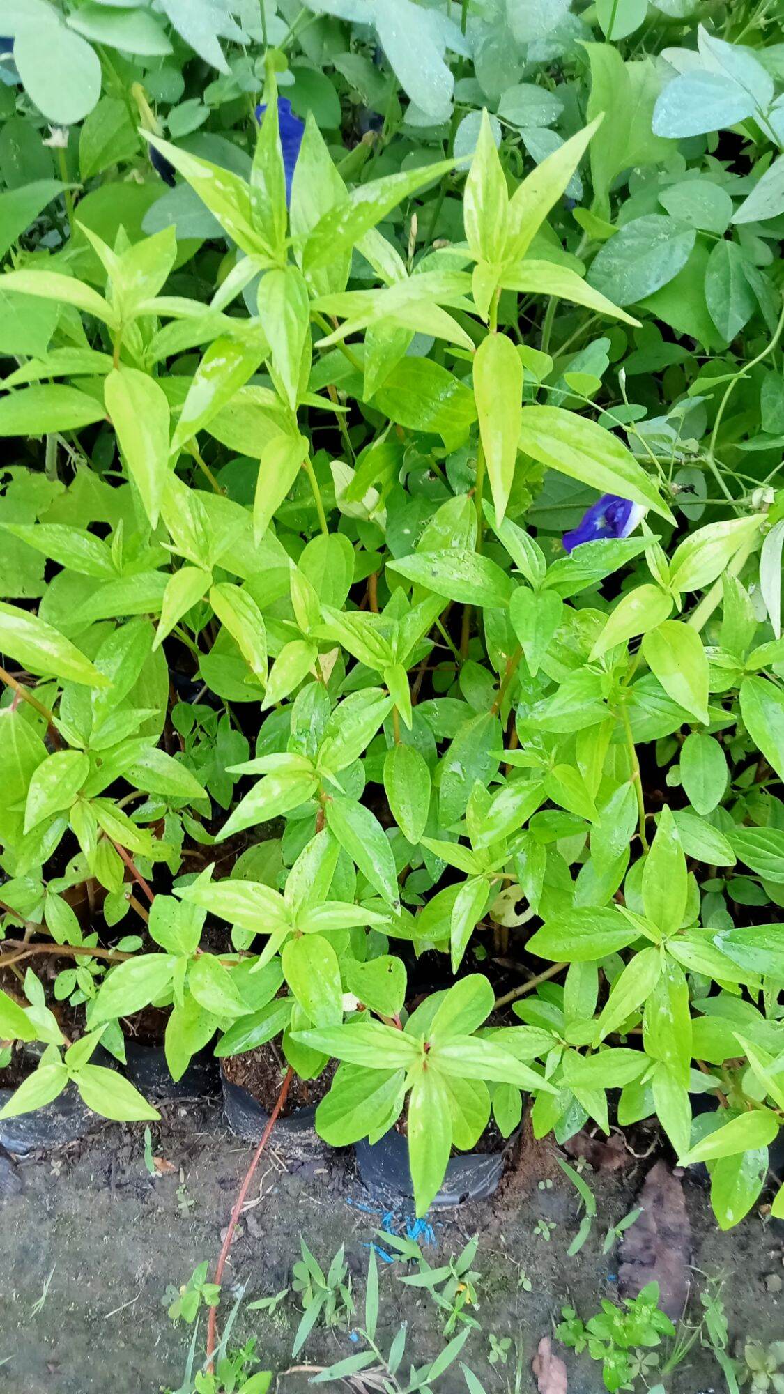 Cây giống thuố t dòi.12k/bầu y hình 🌱