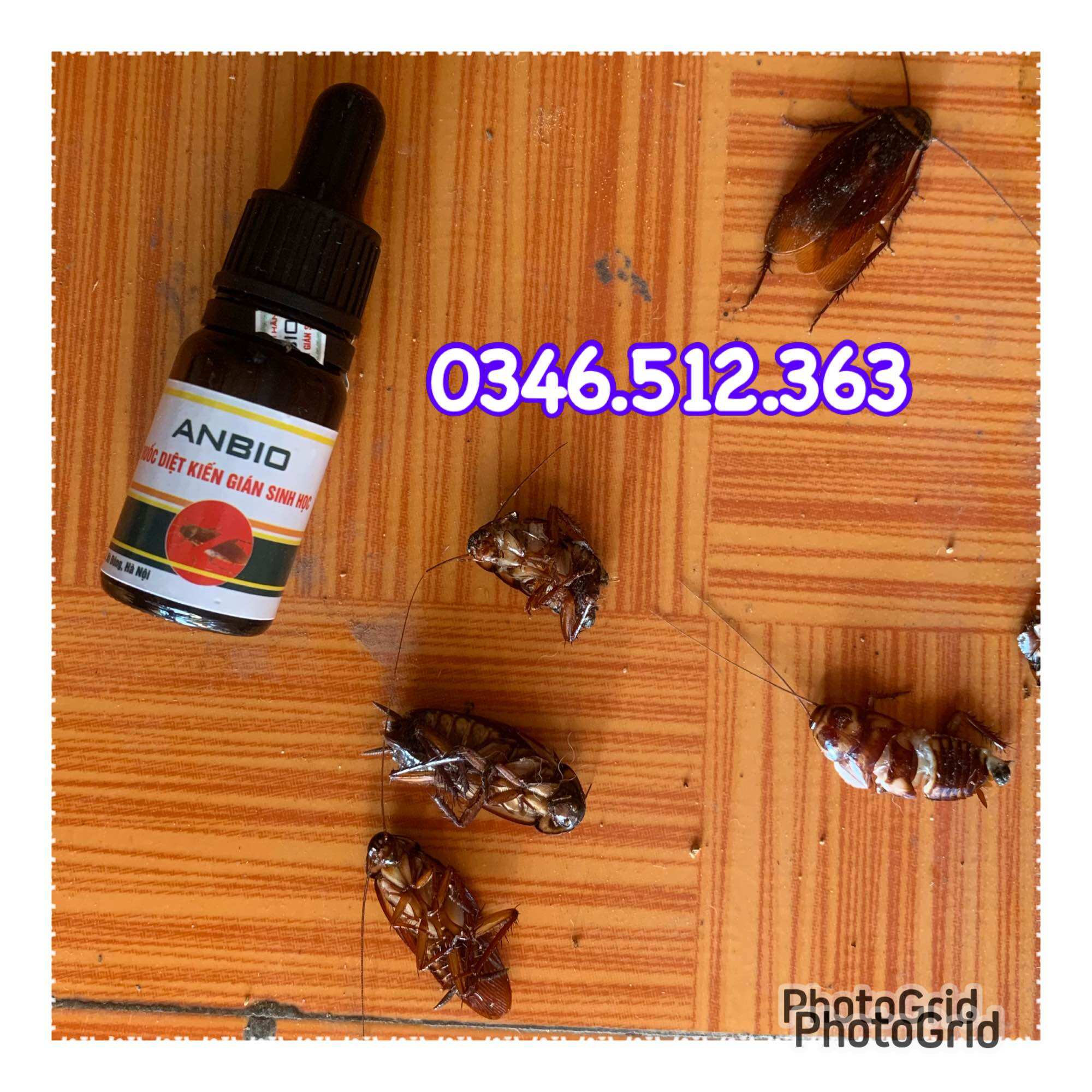 Diệt kiến gián , thuốc diệt kiến gián,