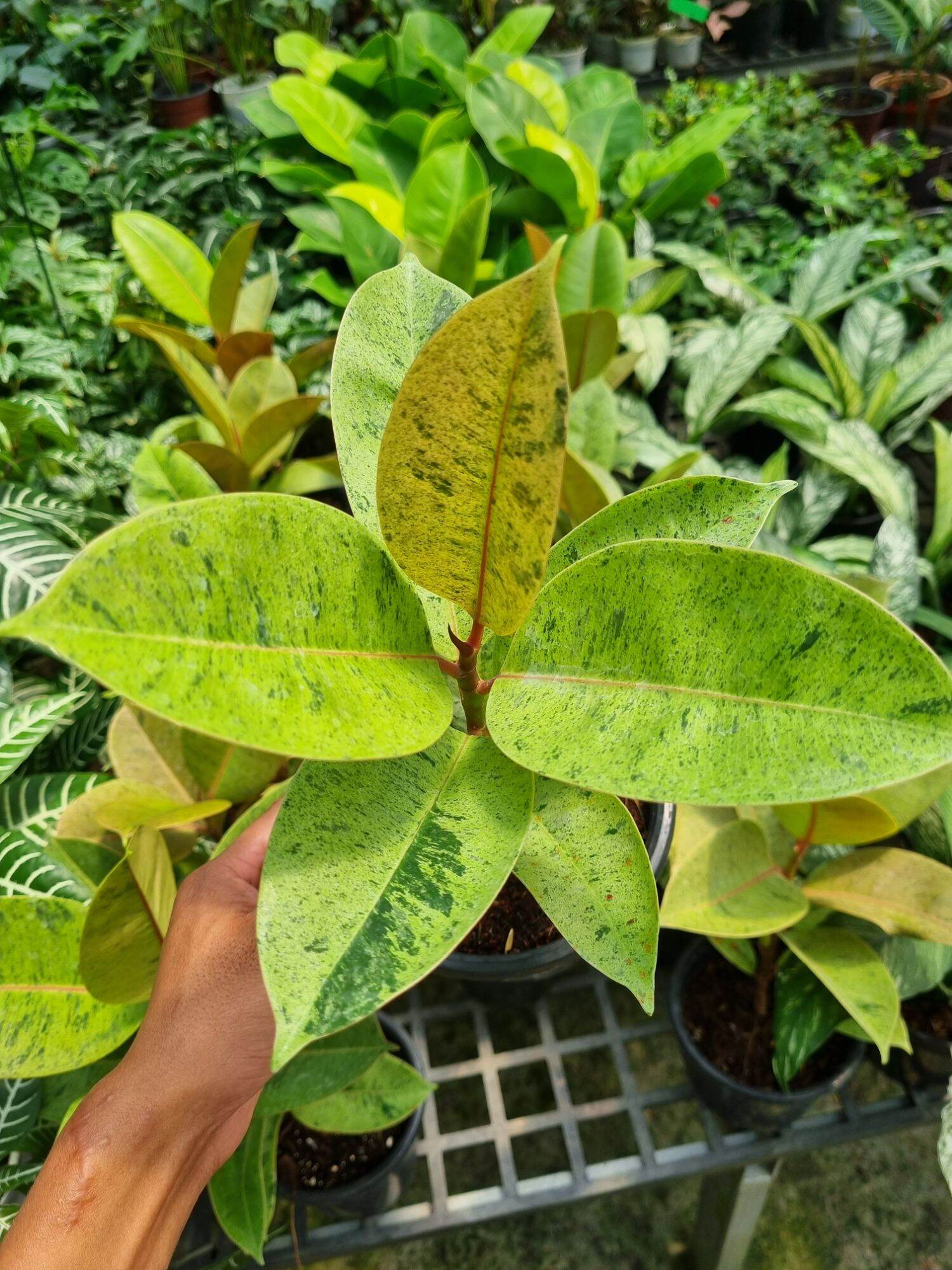 ficus elastica shivereana - Đa shivereana