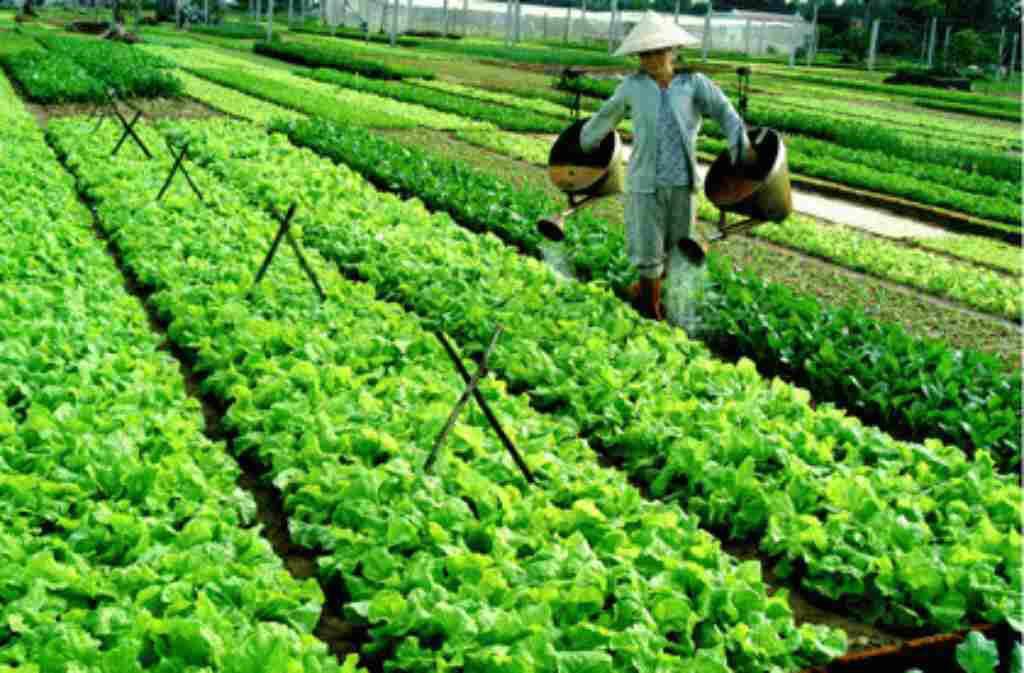 Chế Phẩm Nấm Ủ Đối Kháng TRICHODERMA