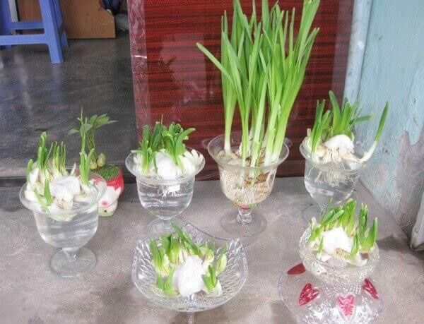 Củ Hoa Thuỷ Tiên Nước