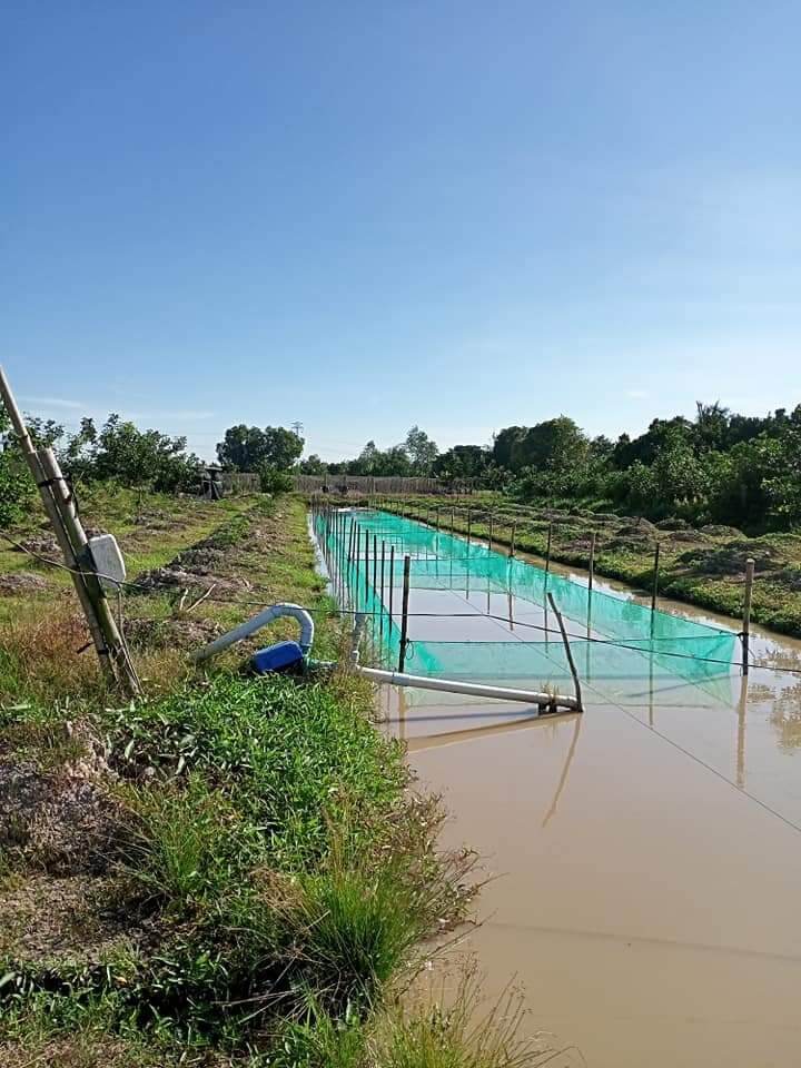 Tráng , lồng , vèo nuôi ốc ếch 4x2x1