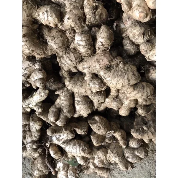gừng tươi tây bắc(3kg)