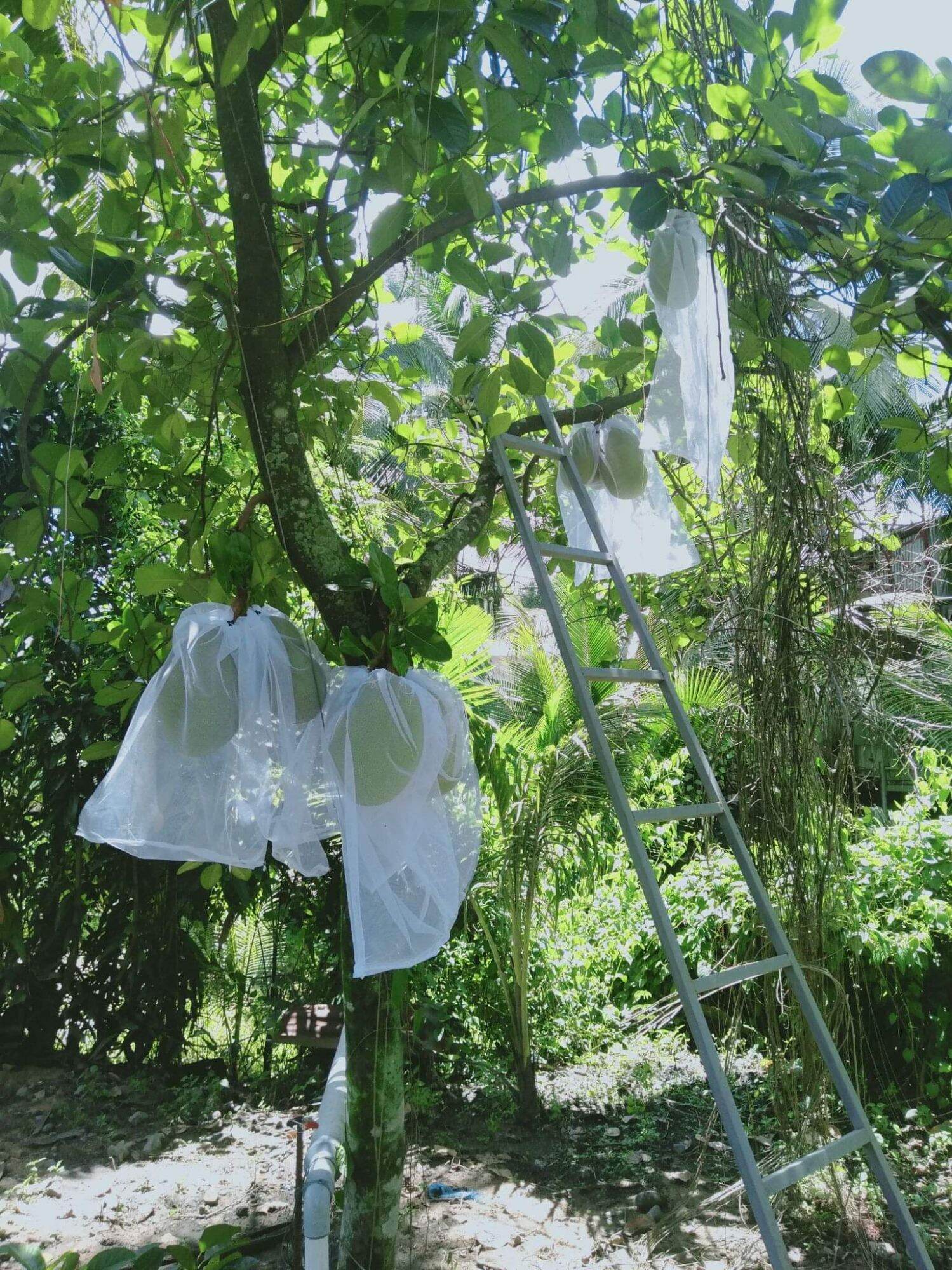 50 túi bao mít lưới mùng 50x70